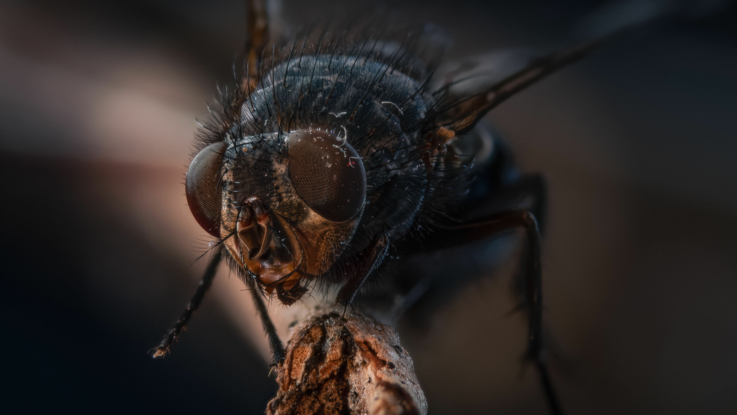 Calliphora