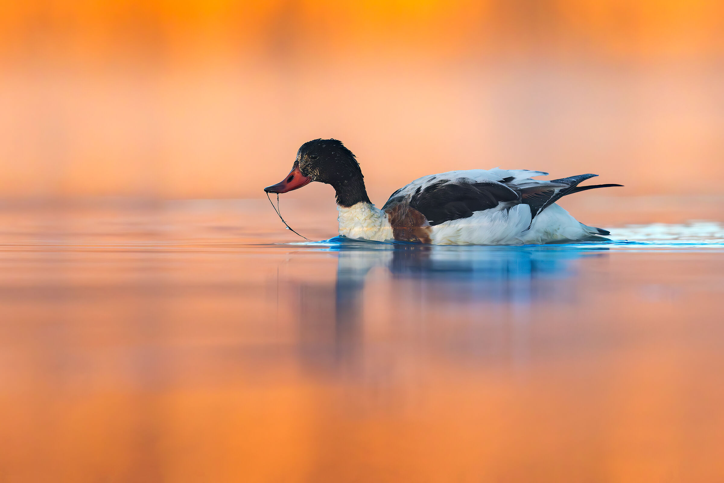 Volpoca nella nebbia
