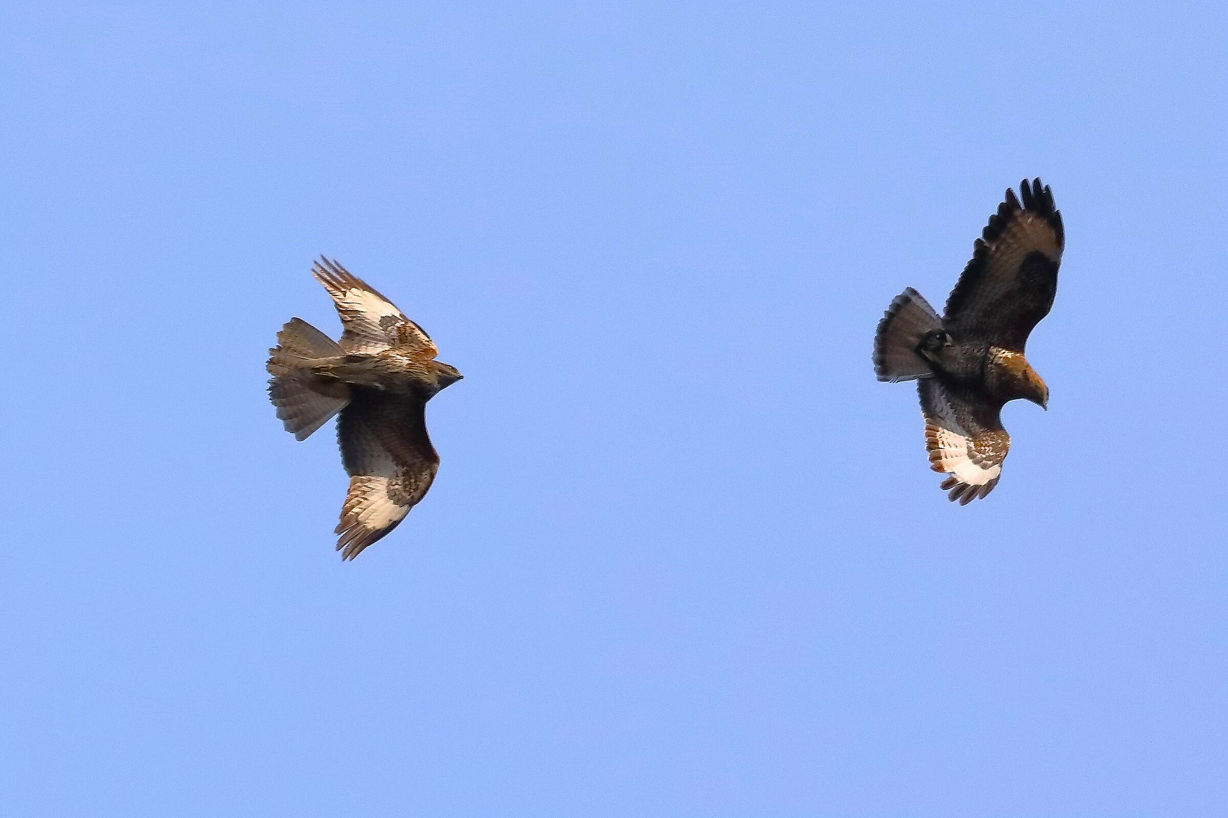 Buzzards 27 March 2022 - 0089