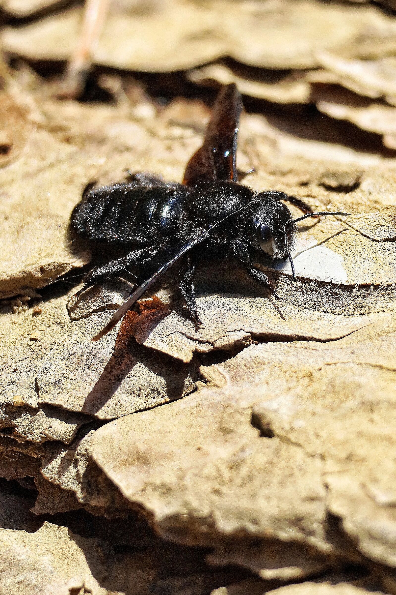 Xylocopa violacea