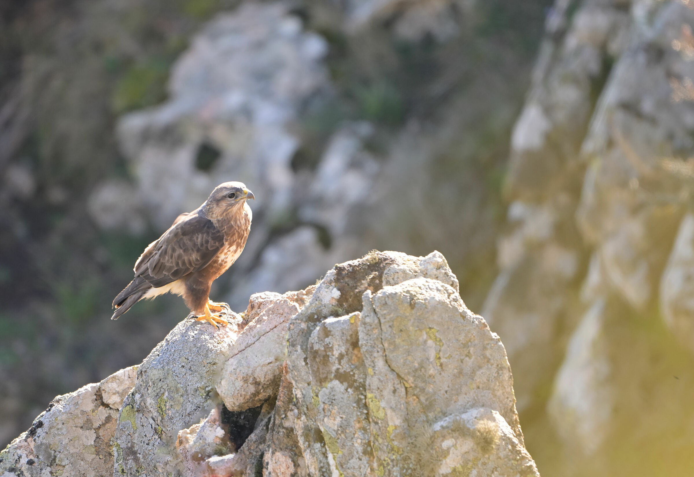 Buzzard