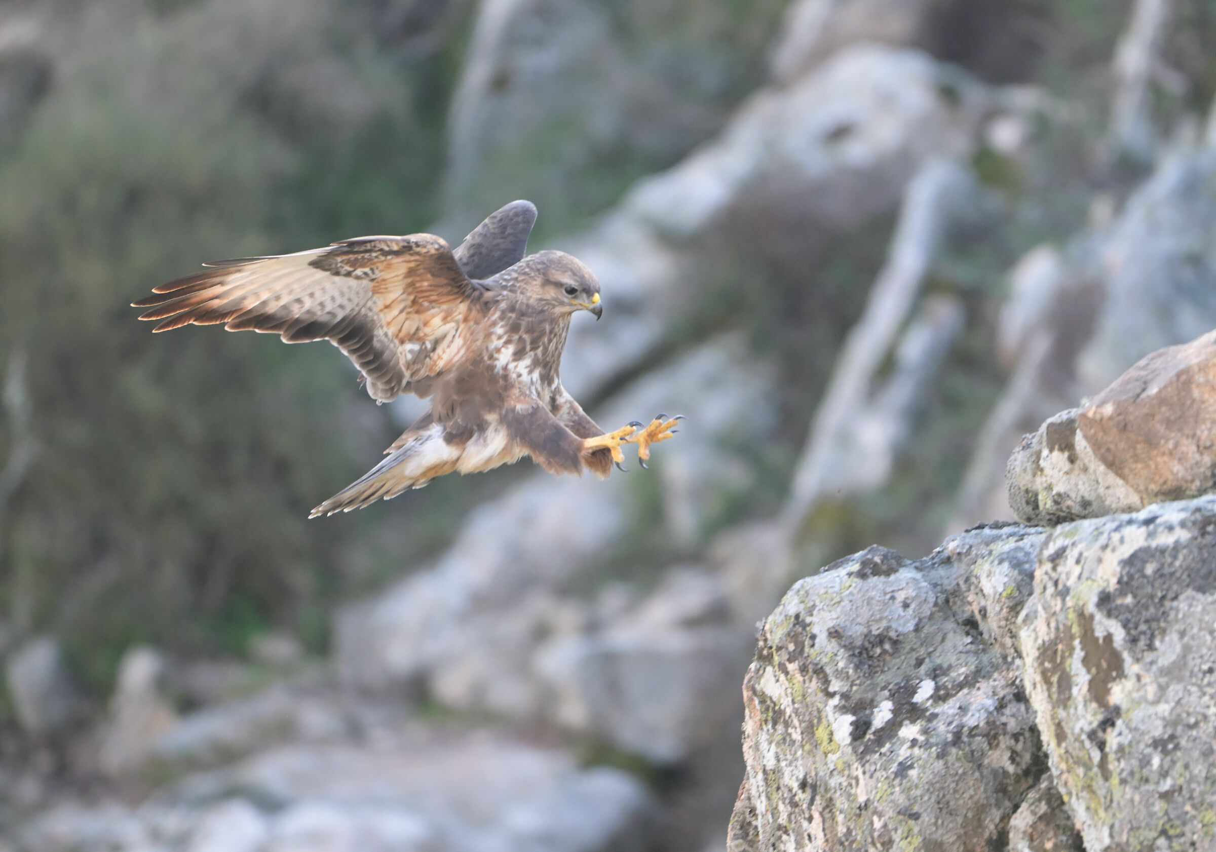 Buzzard