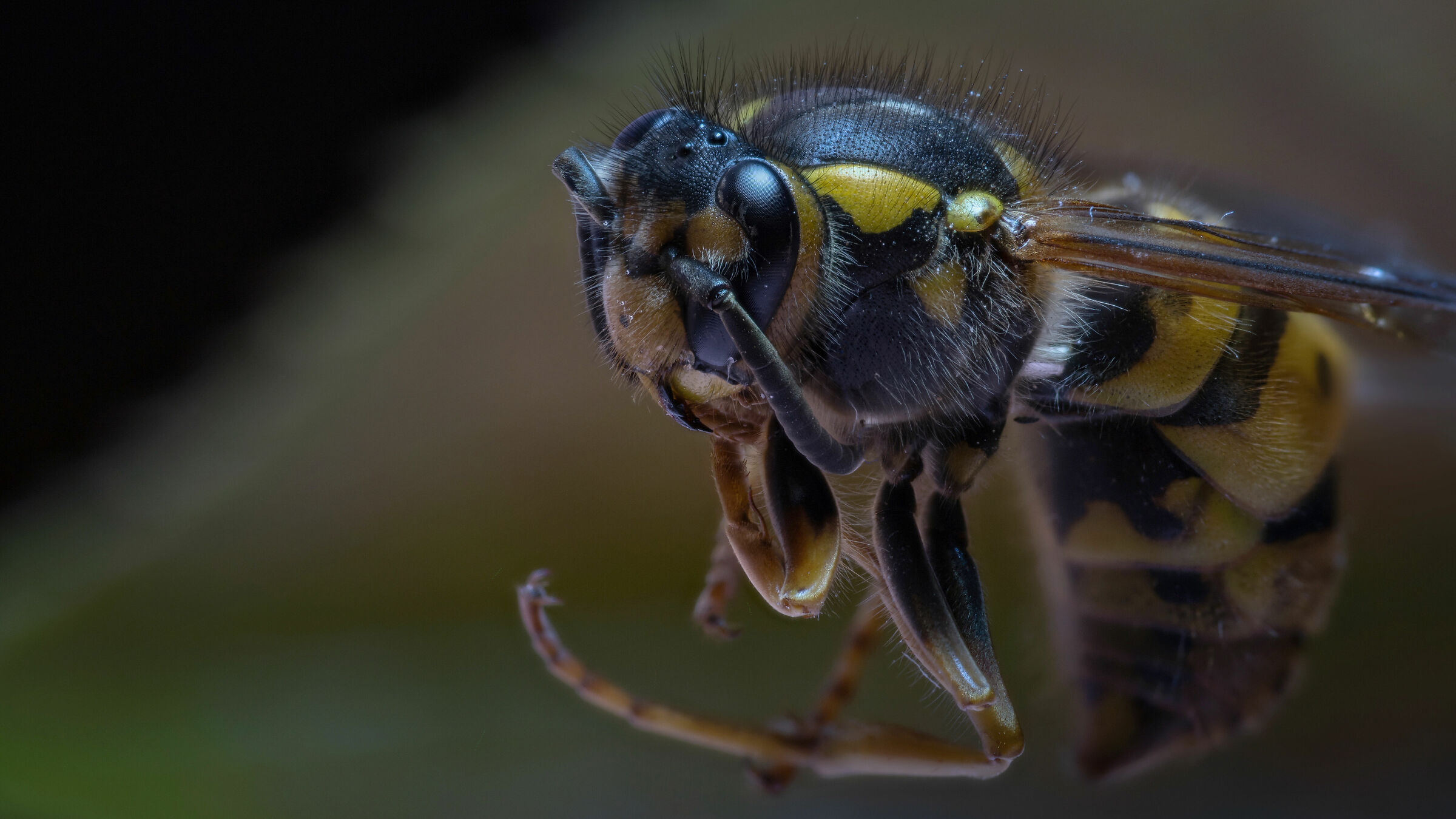 Vespula Vulgaris