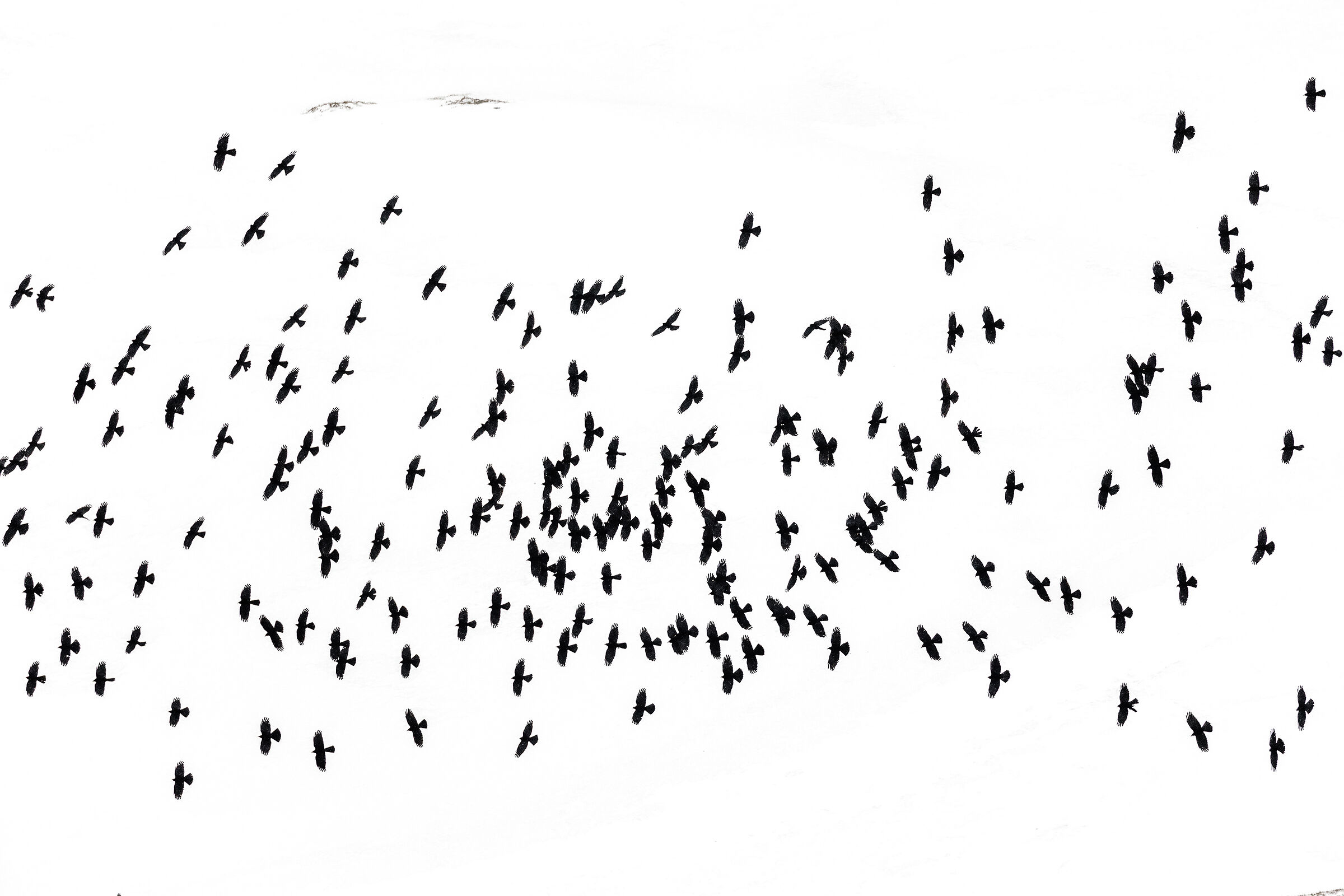 The Alpine chough - Pyrrhocorax graculus on the Glacier