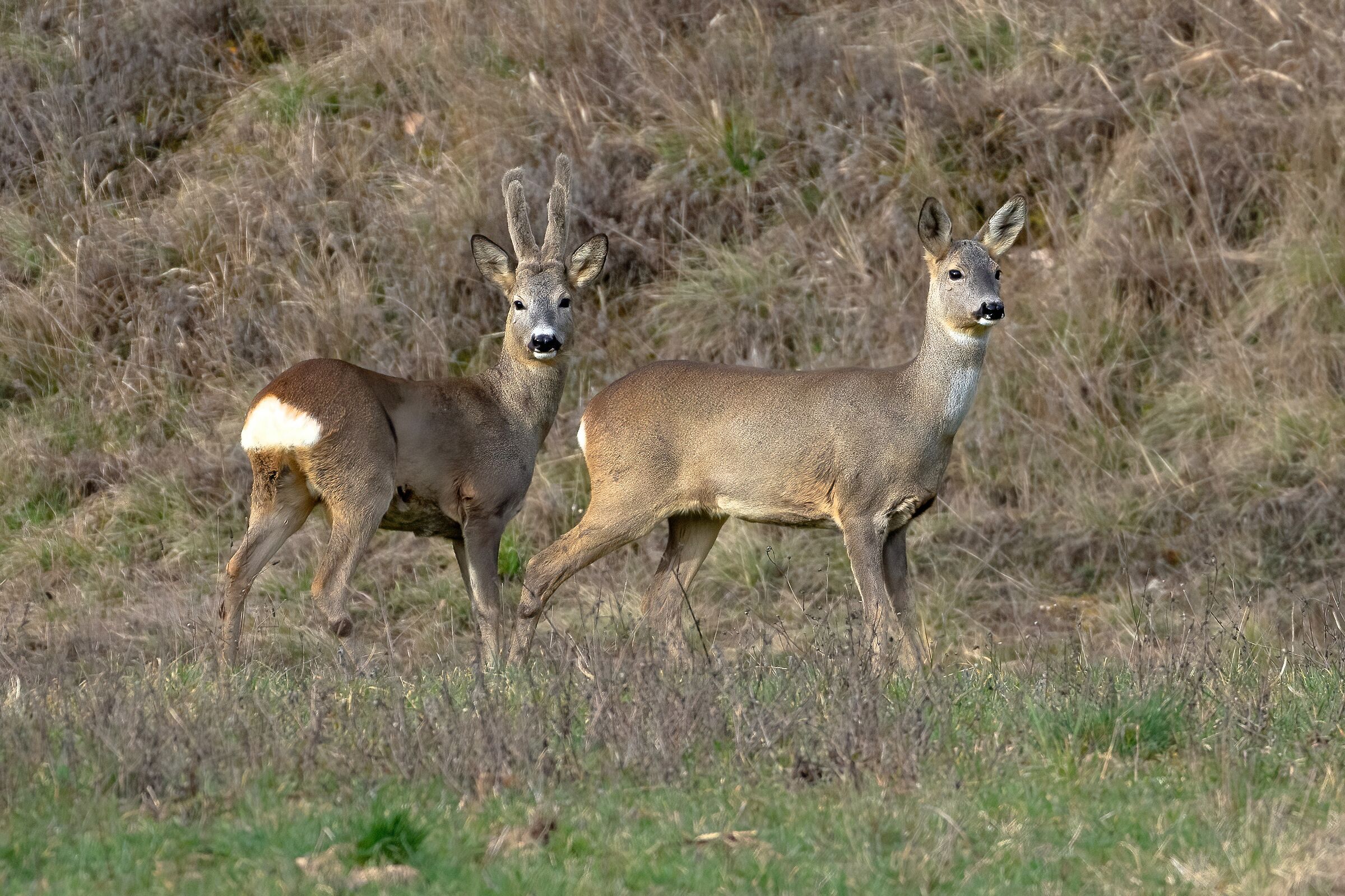 A Beautiful Couple of Roe Deer (Him in Velvet)
