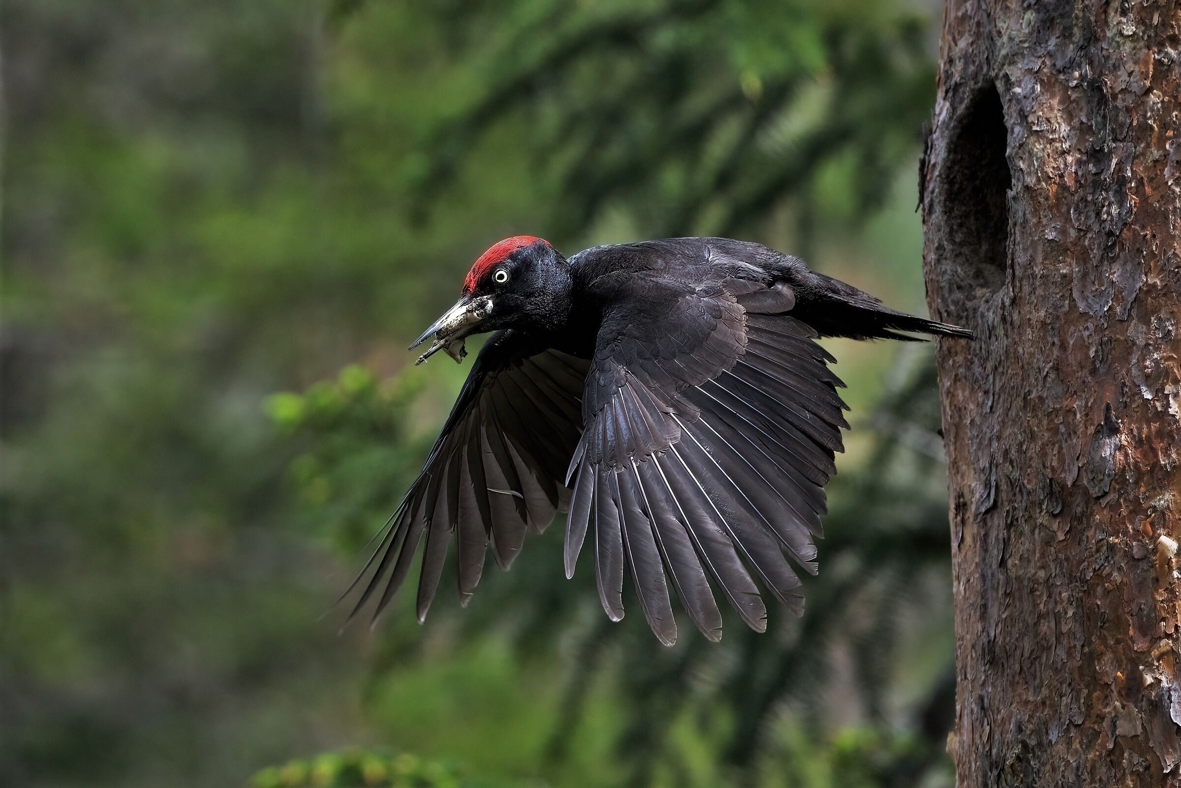 Black Woodpecker M