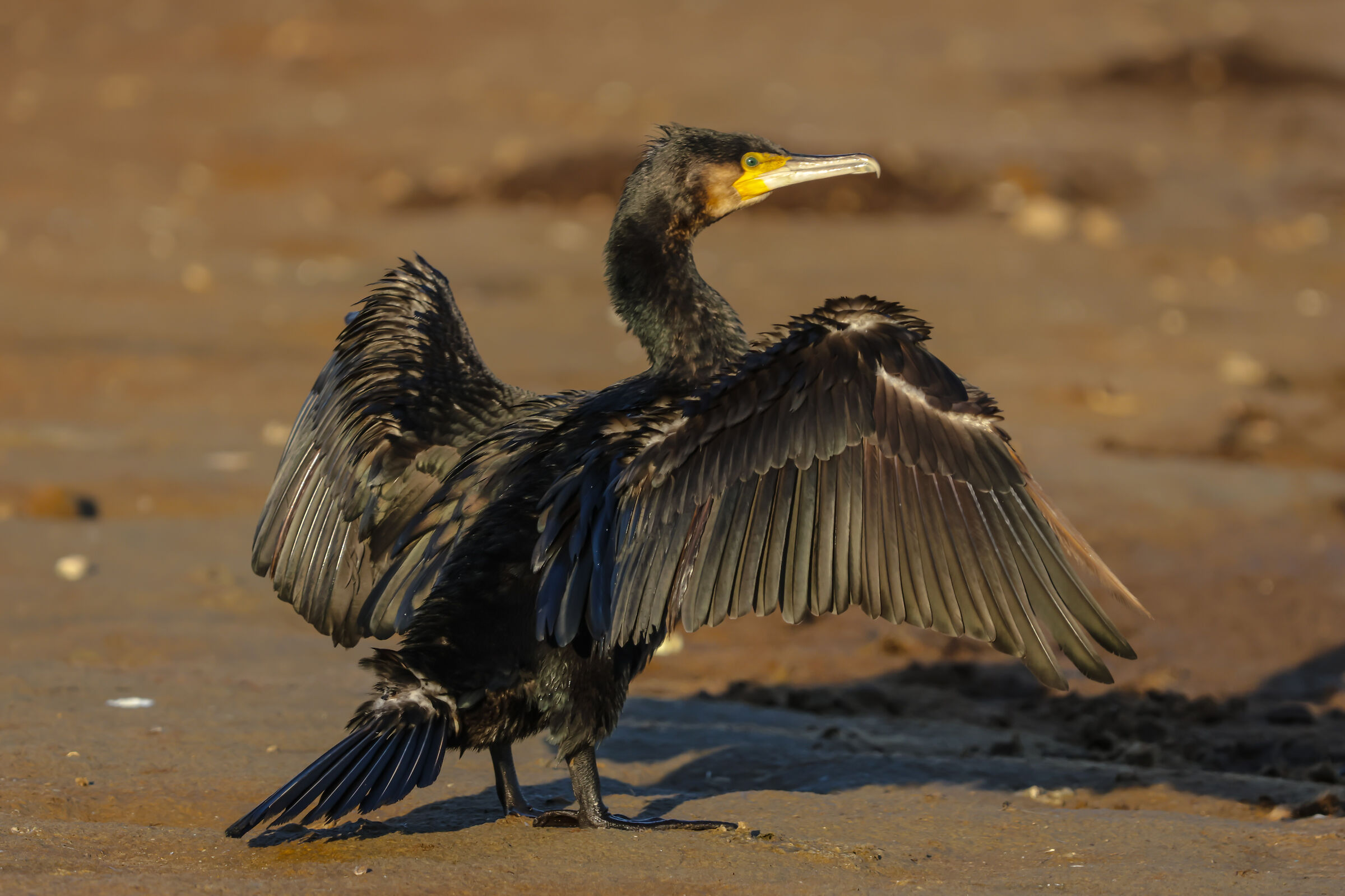Cormorano