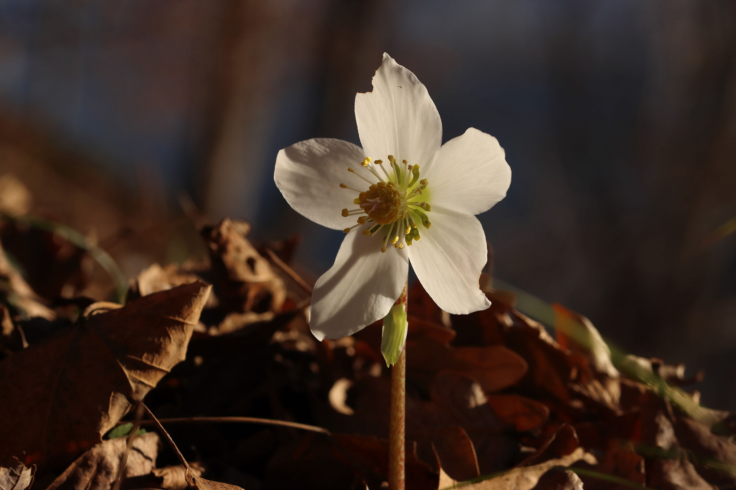 austere hellebore...