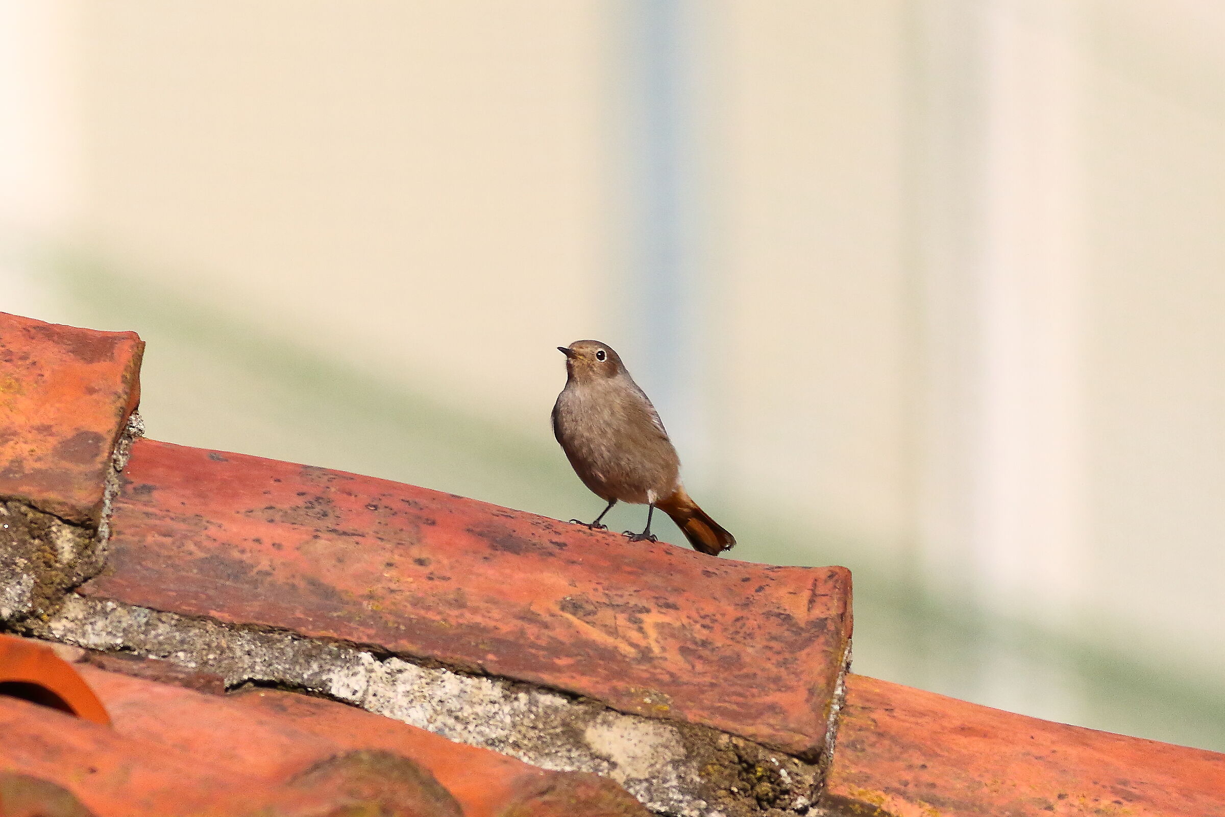 Redstart 18-12-2023