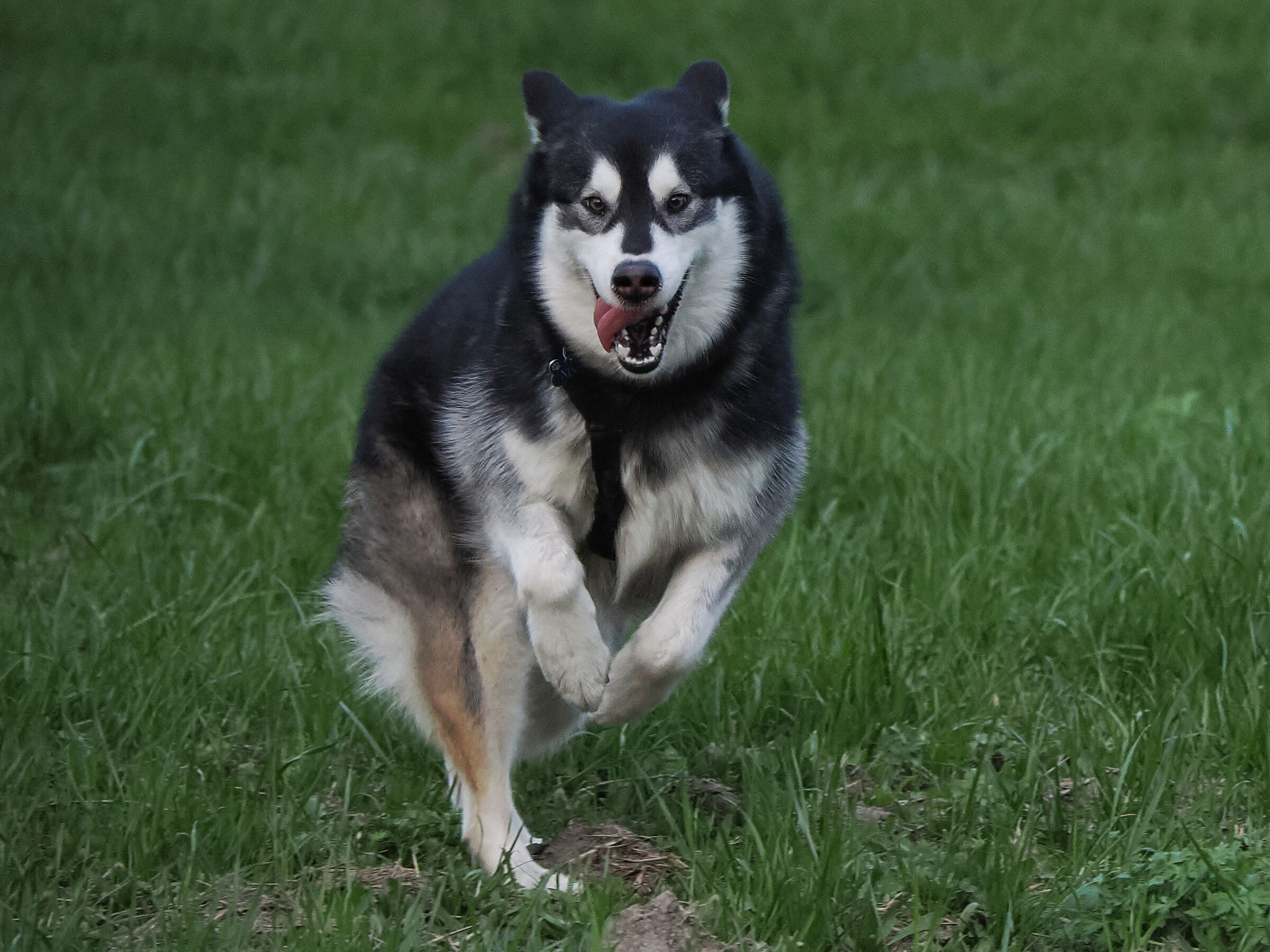 Test - Alaskan Malamute "Nina"