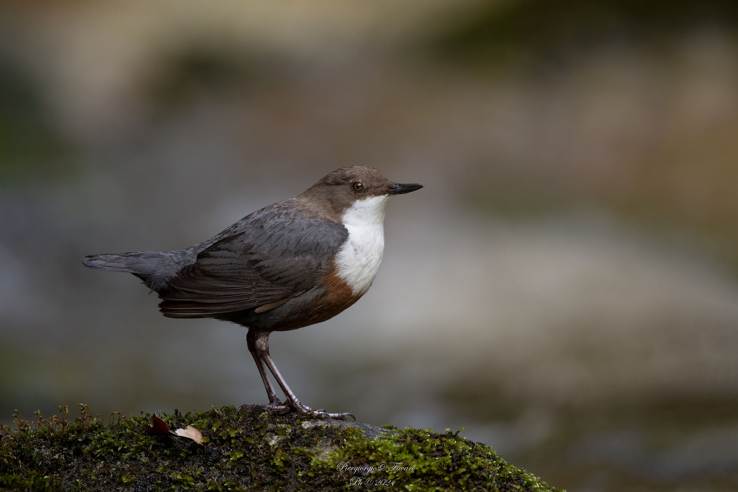 White-throated dipper