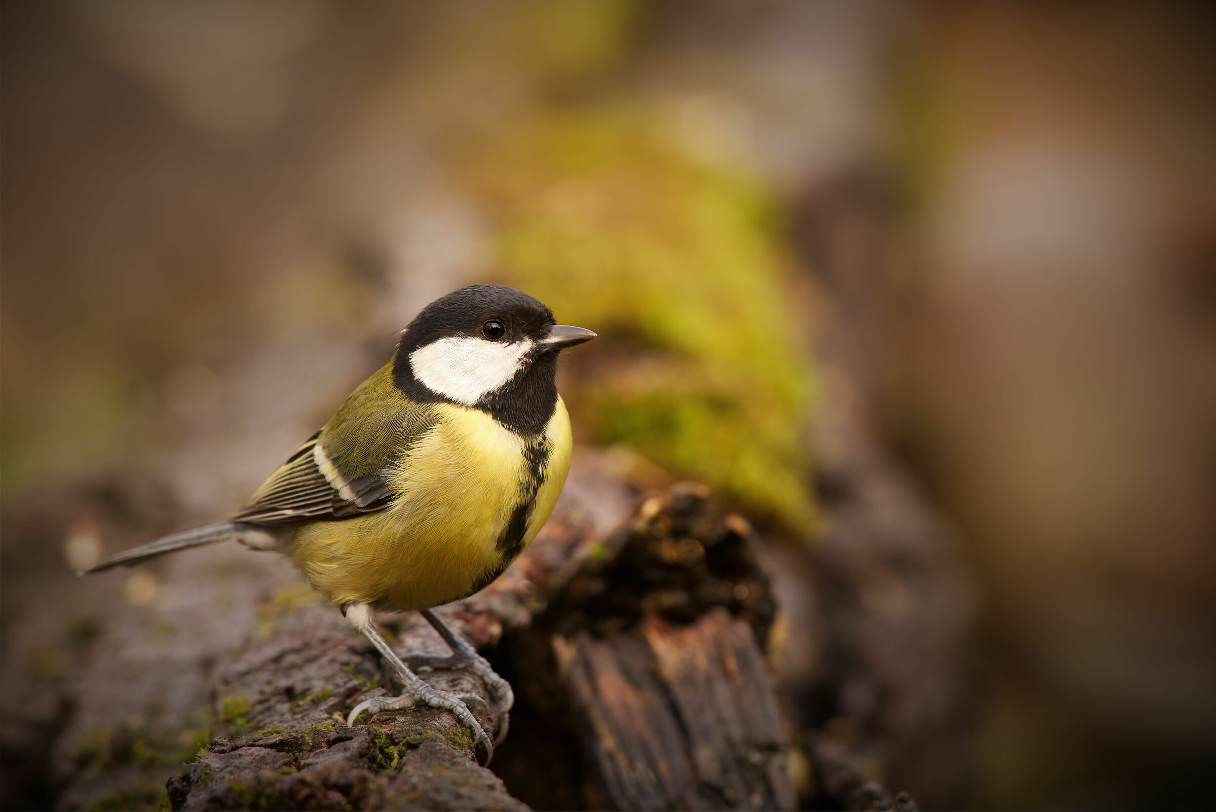 Great (Parus major)