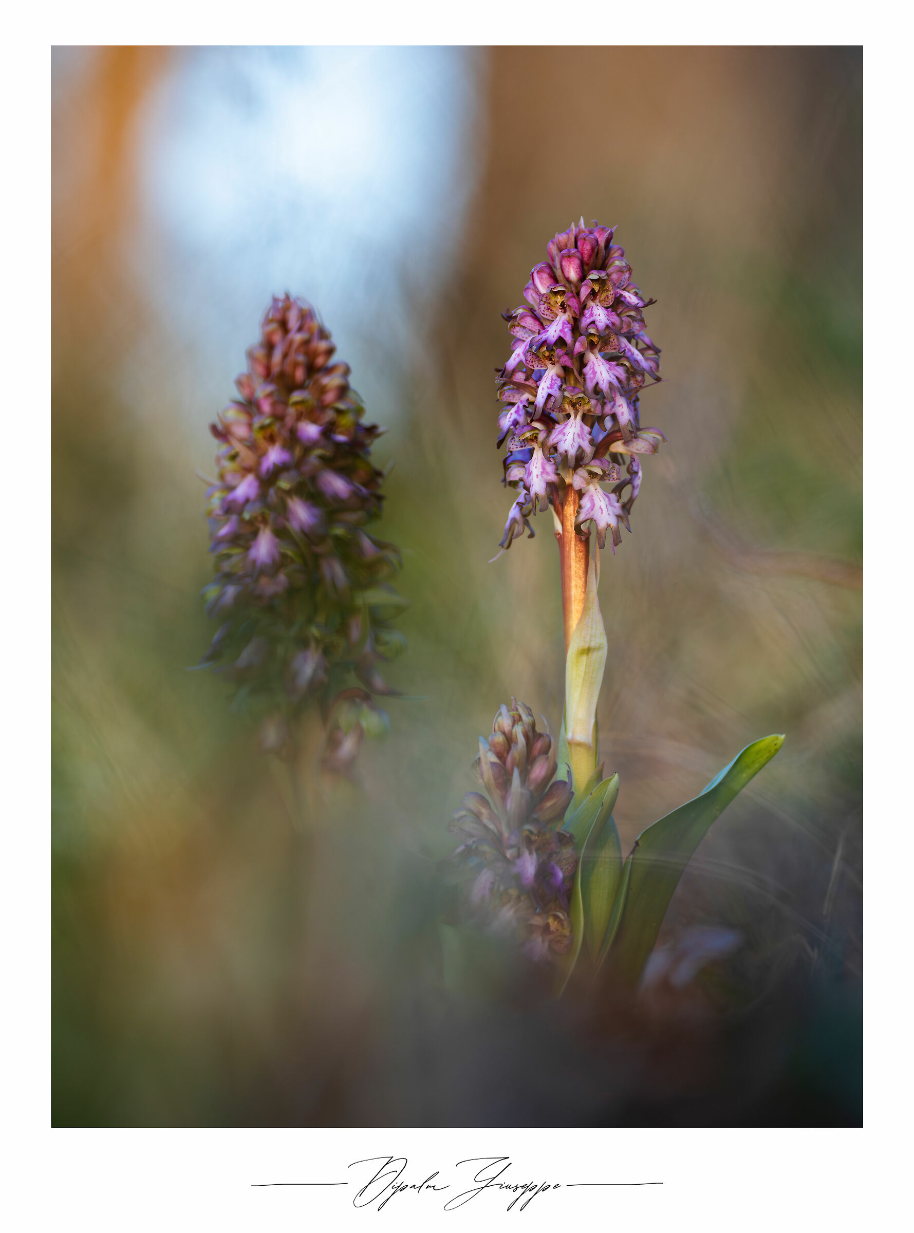 Himantoglossum robertianum