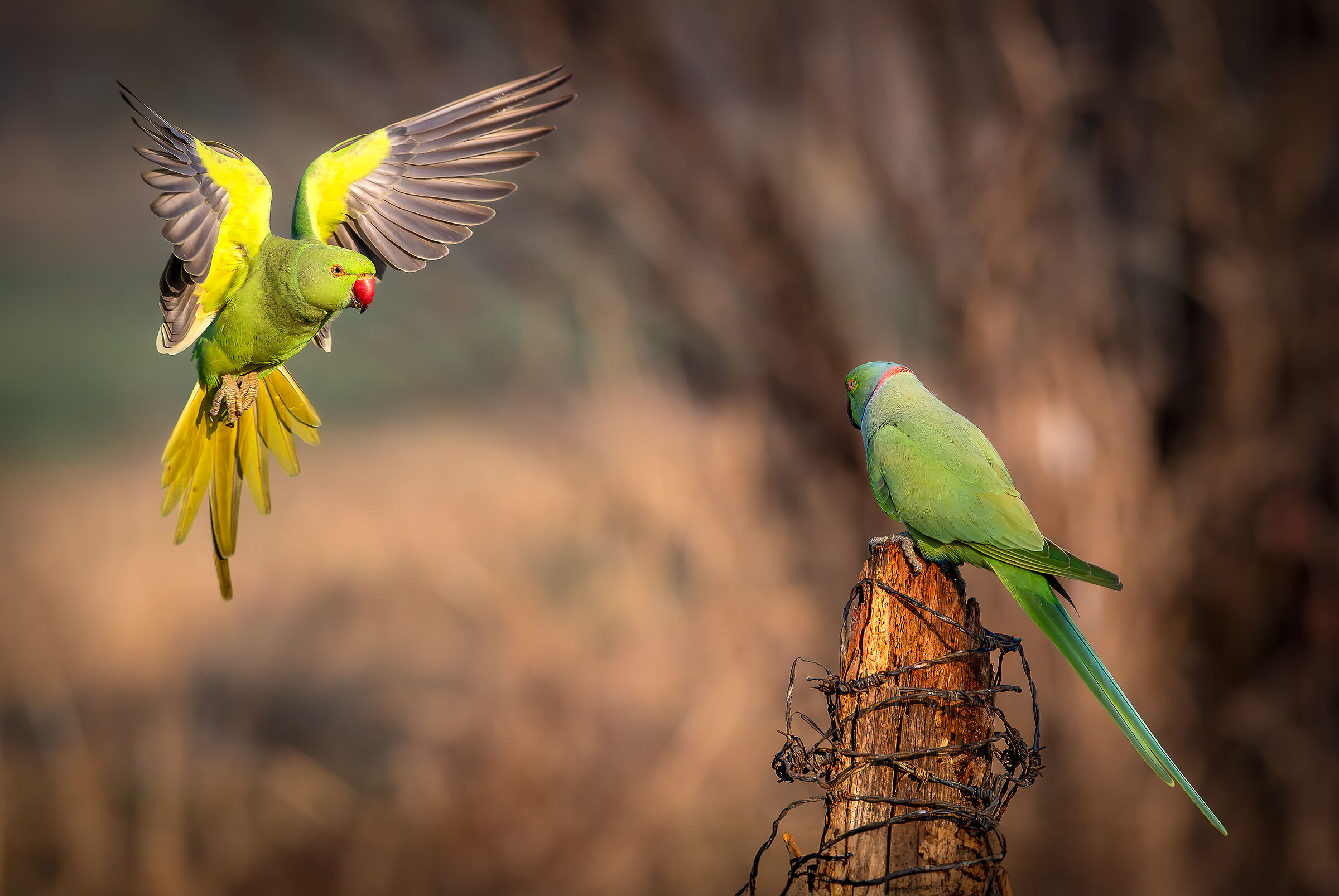 Parakeets #capannocora