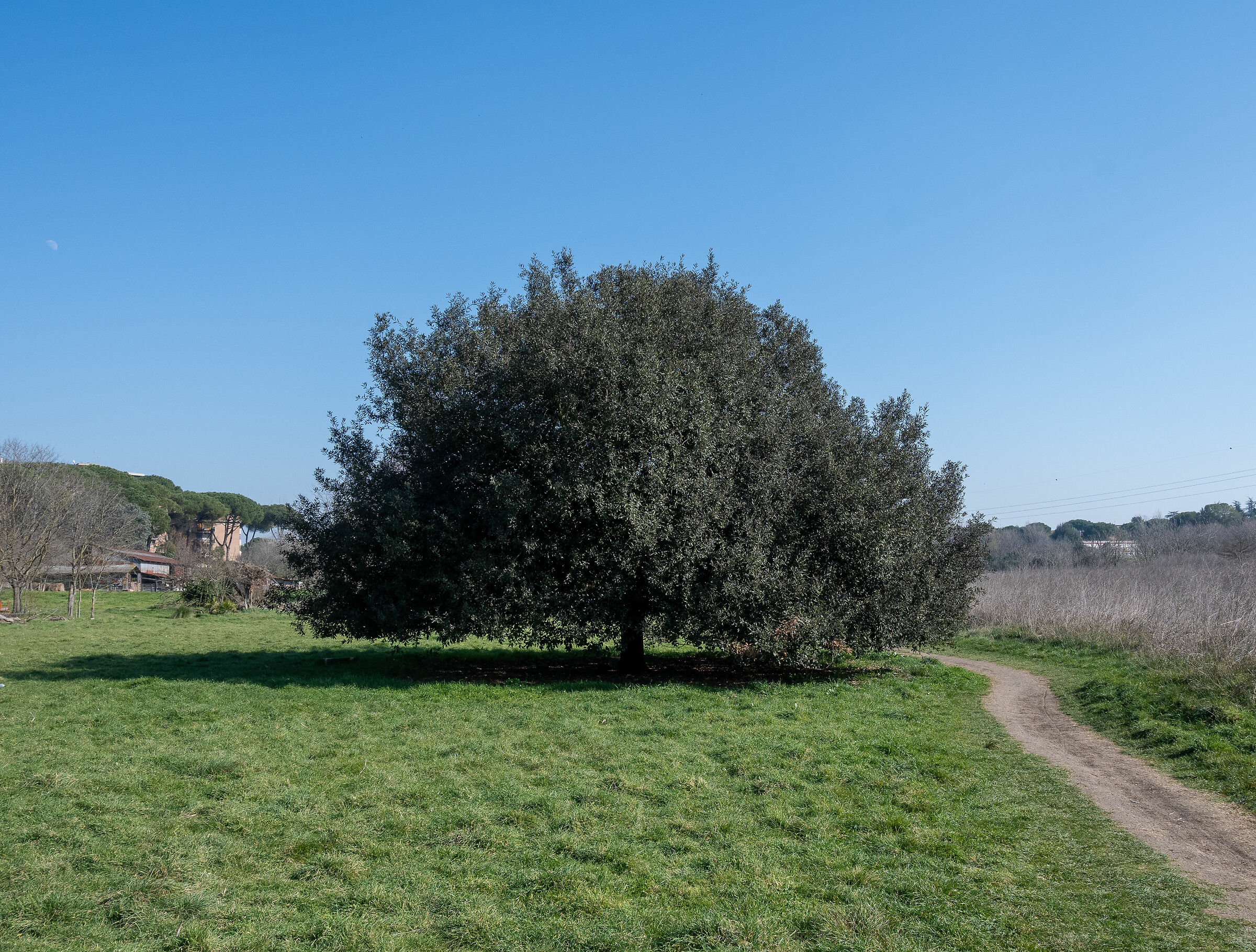 L'albero della vita - Luce (pre peccato)