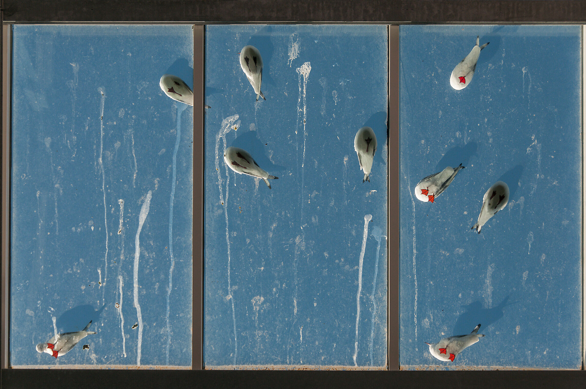 Gabbiani sul lucernario