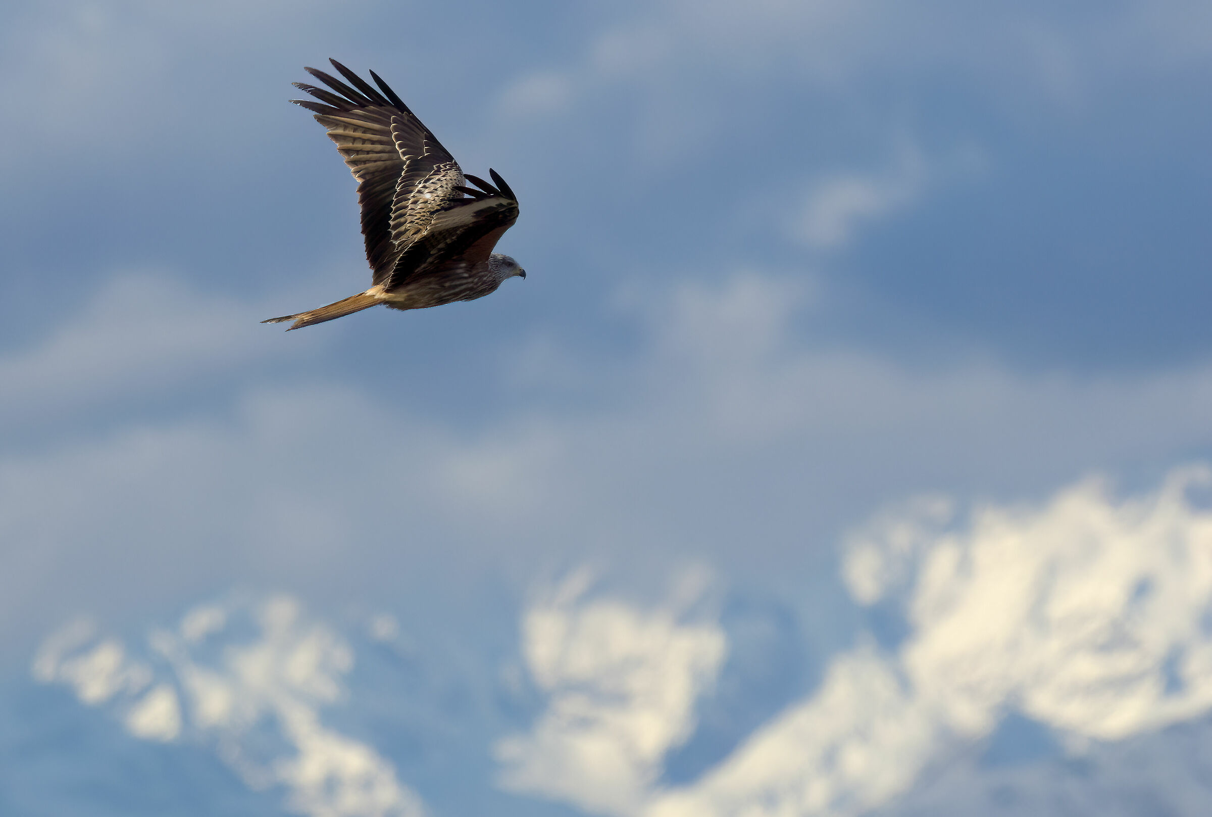 Red kite