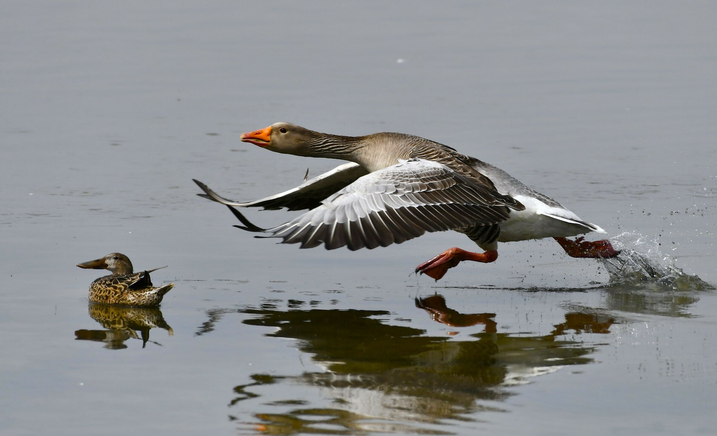 The defence of the territory