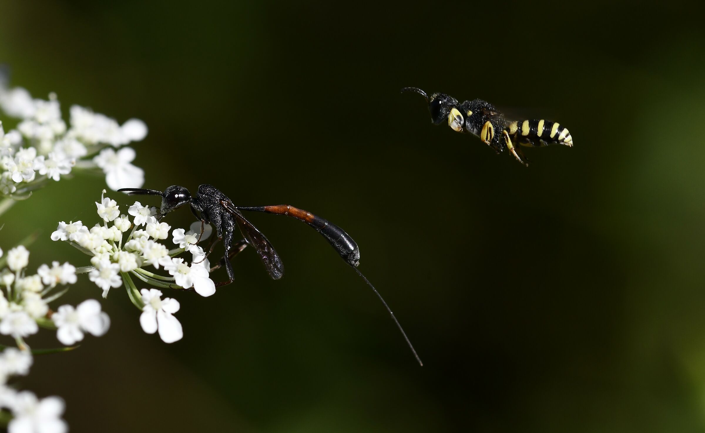 Watch your shoulders...