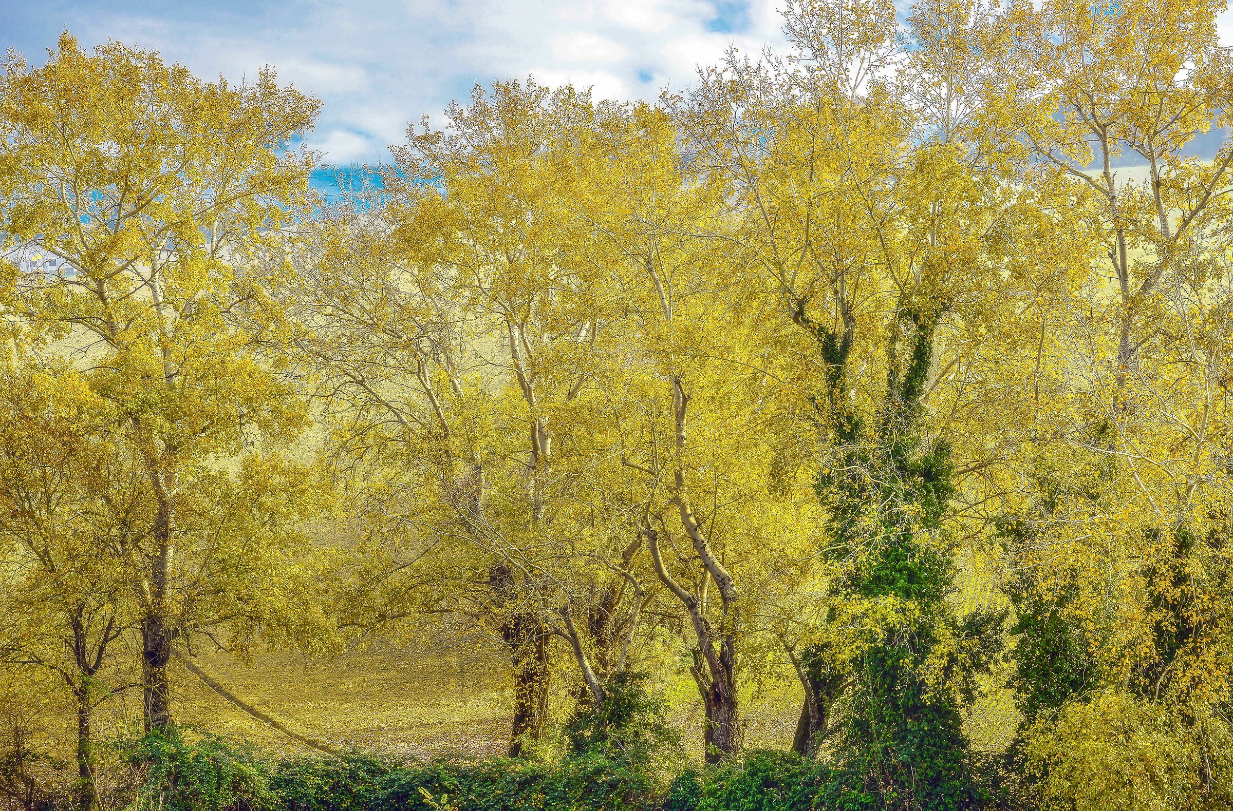 colori dell'autunno effetto orton