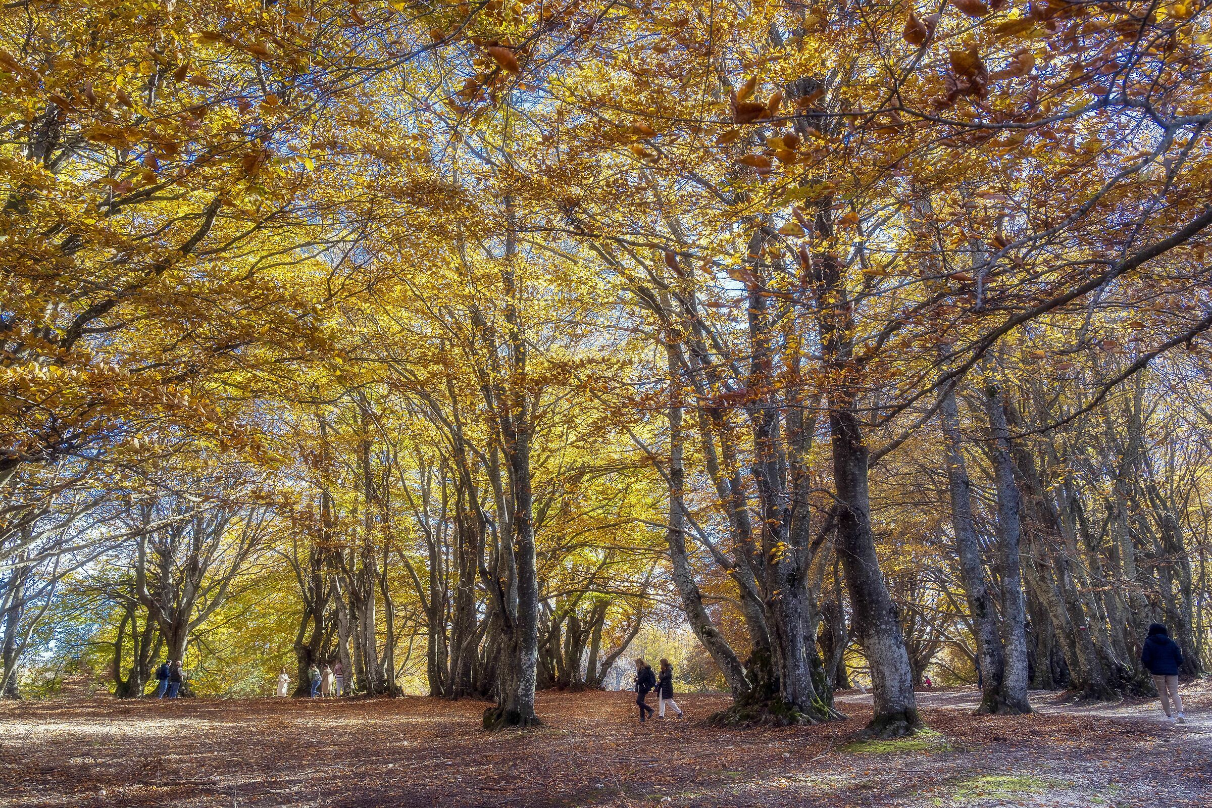 canfaito 5 effetto orton