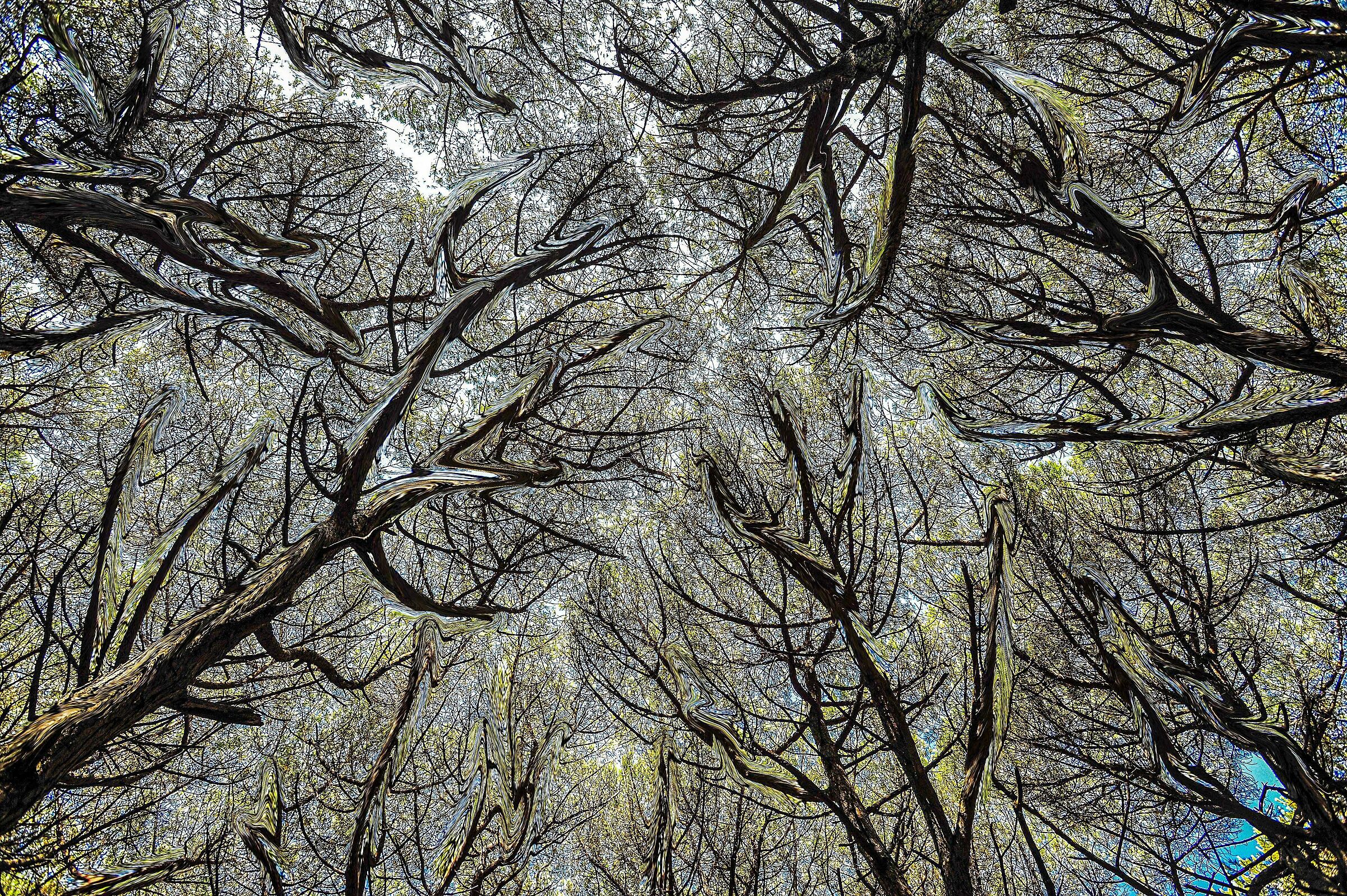 la foresta incantata