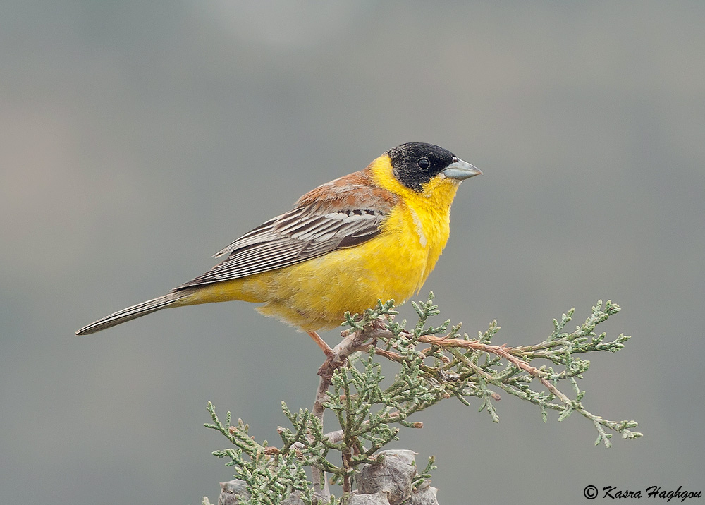 Black-headed Bunting