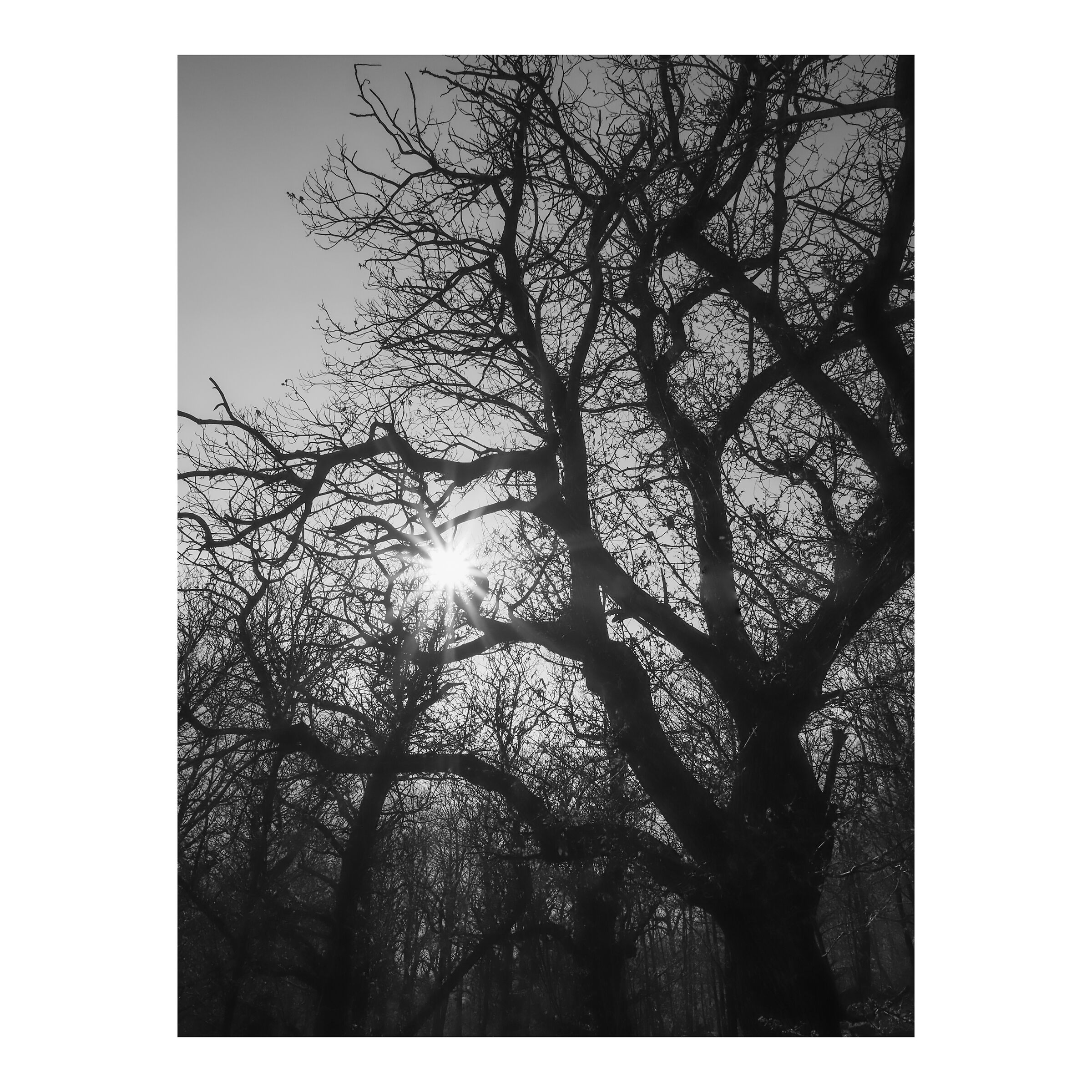 The magic of the woods