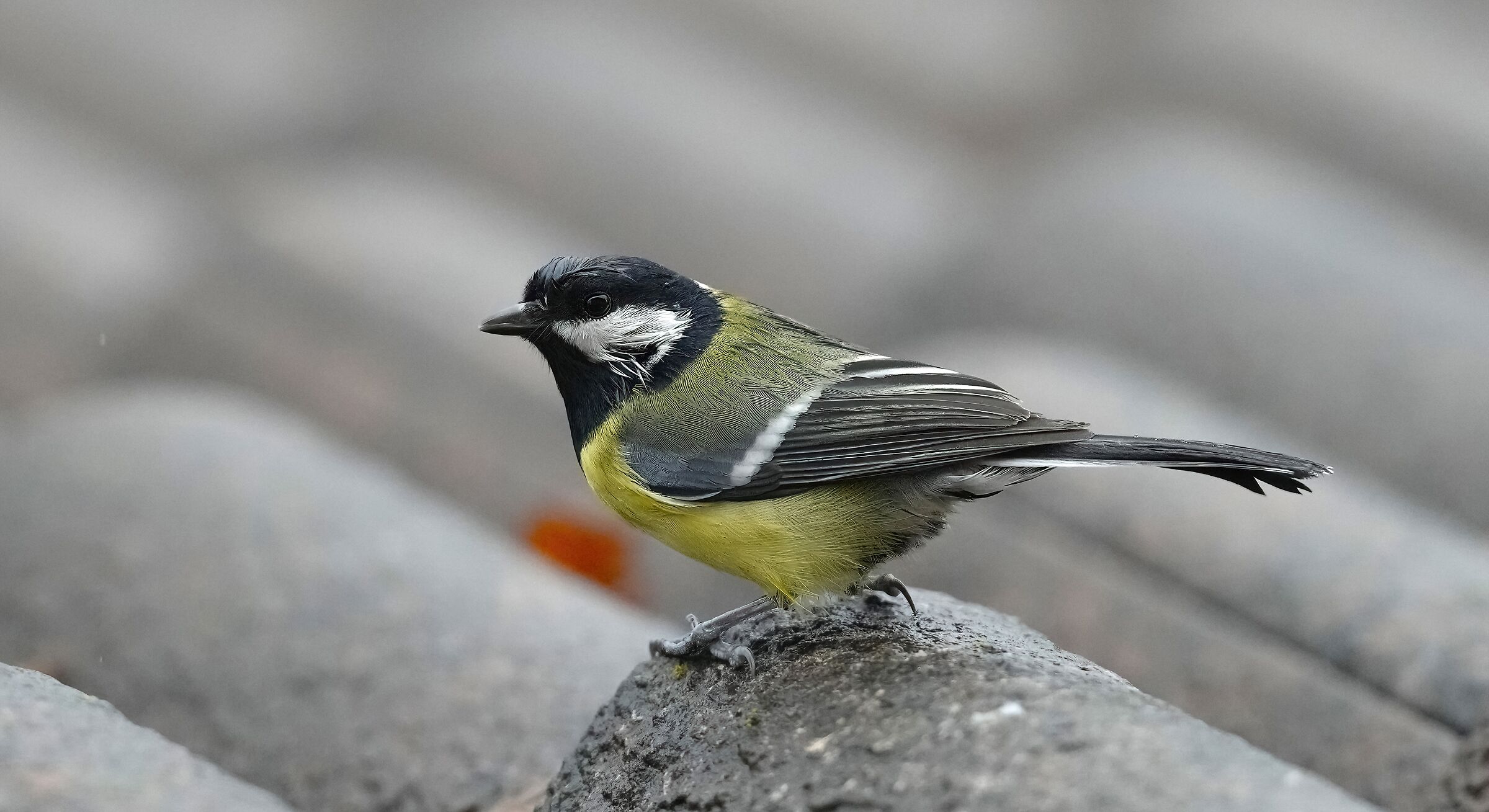 titmouse