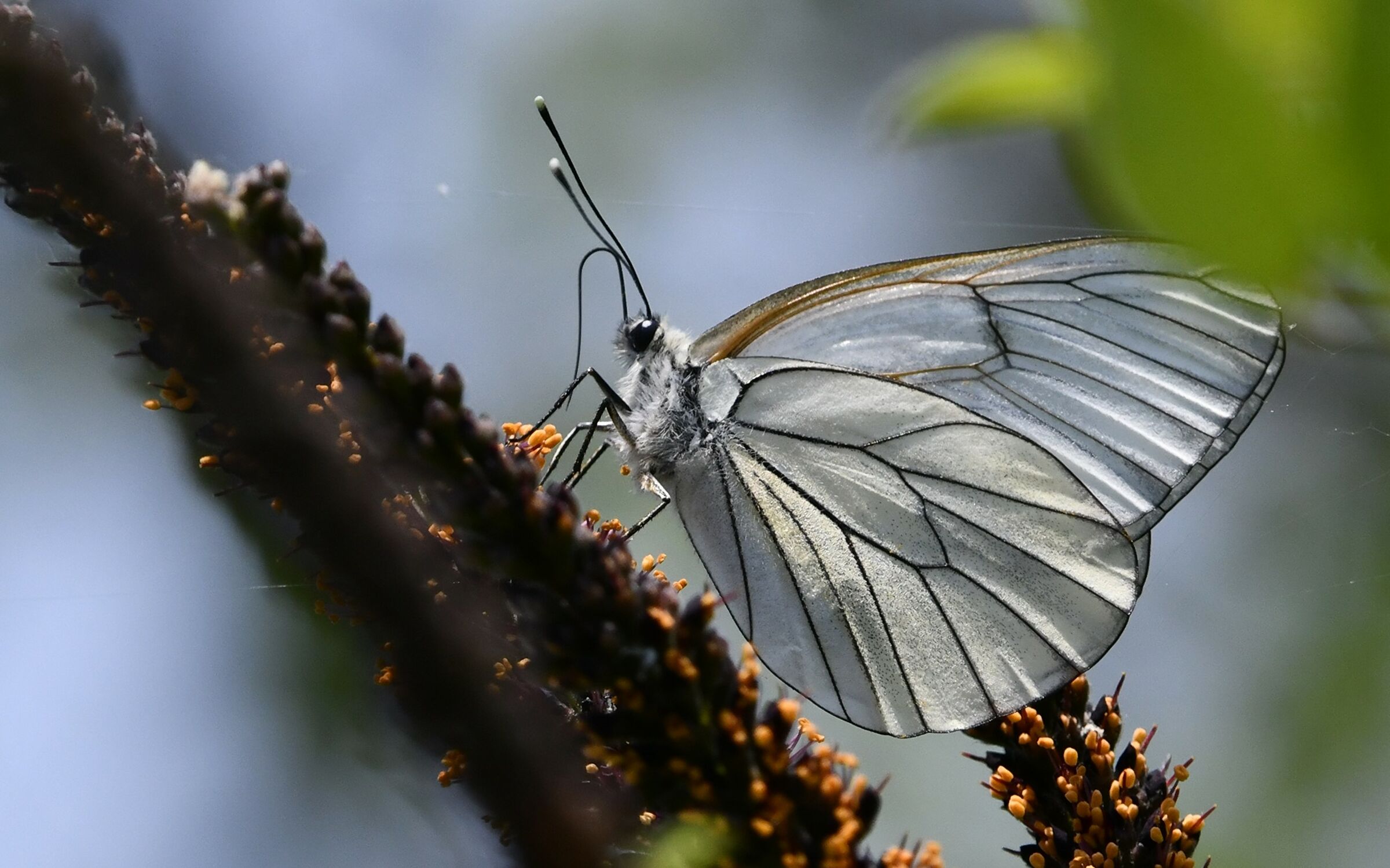 Aporia crateagi female