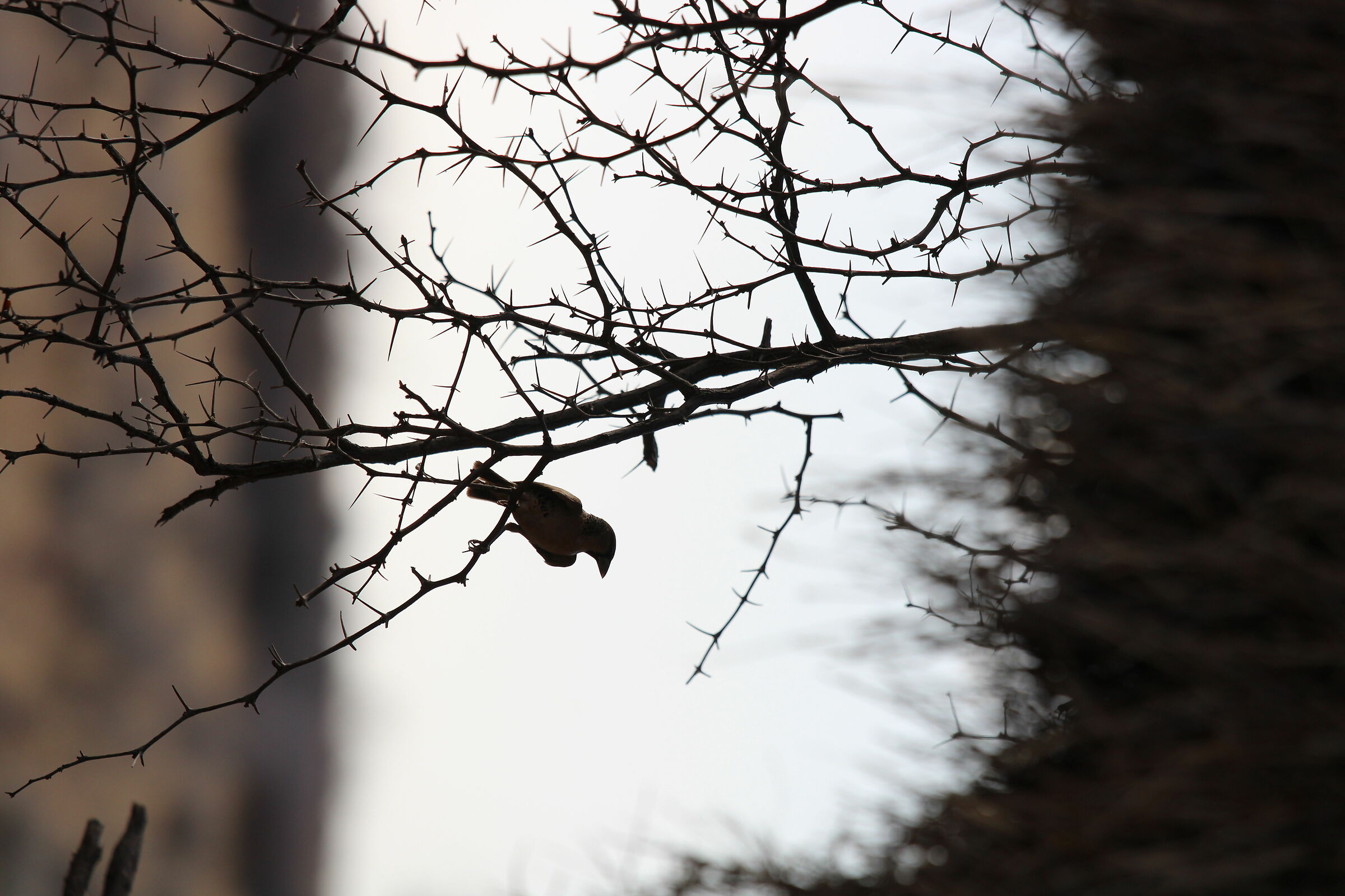 Namibian sparrows of the Kahalari