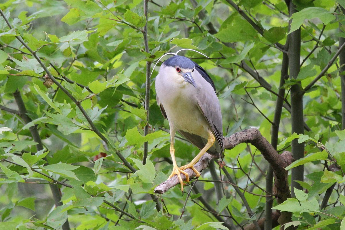 Night Heron