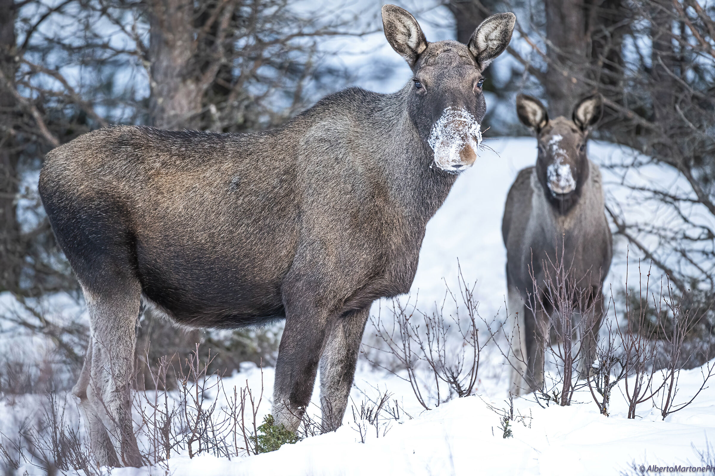 Alce con cucciolo