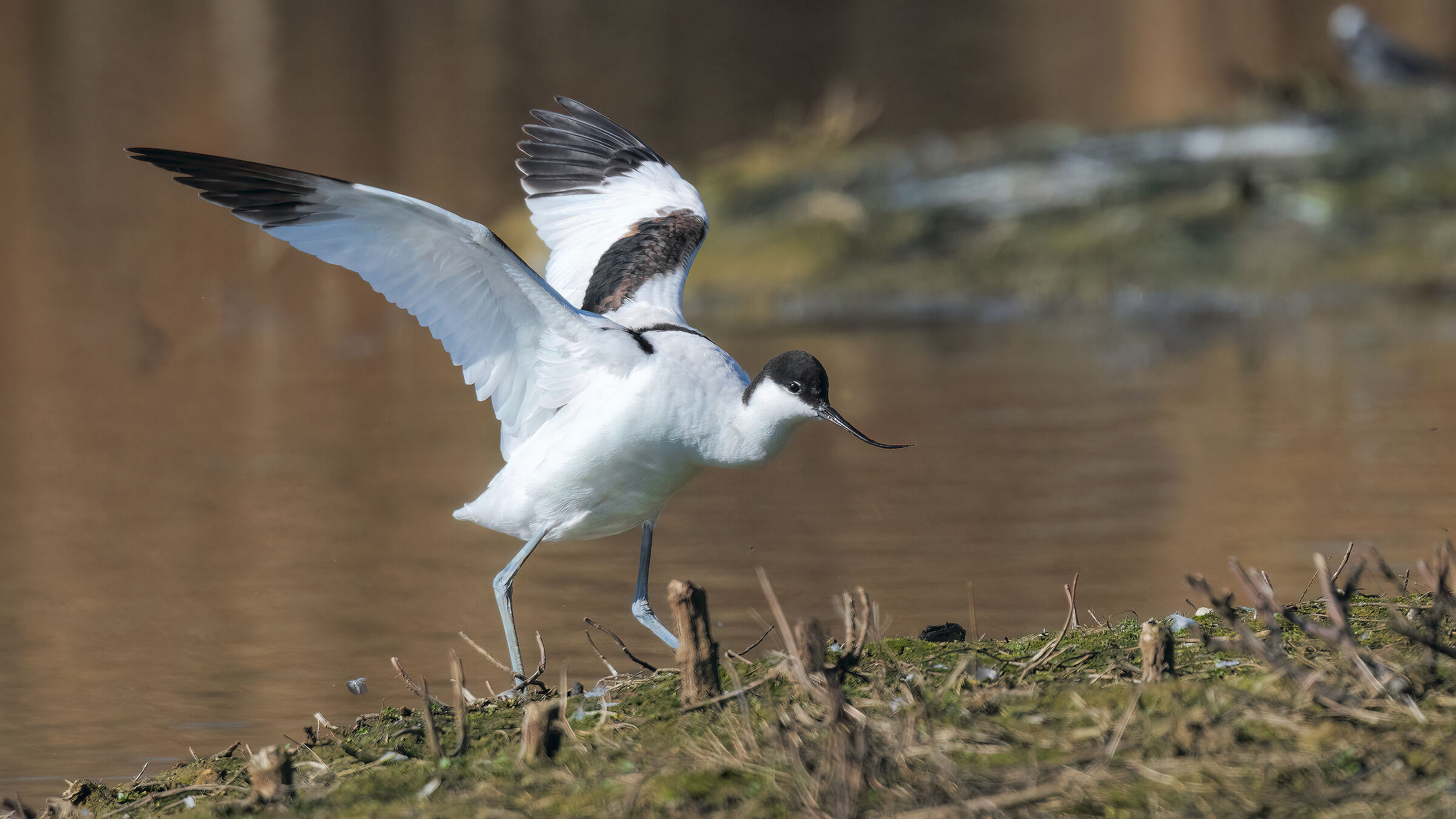 Avocet 2