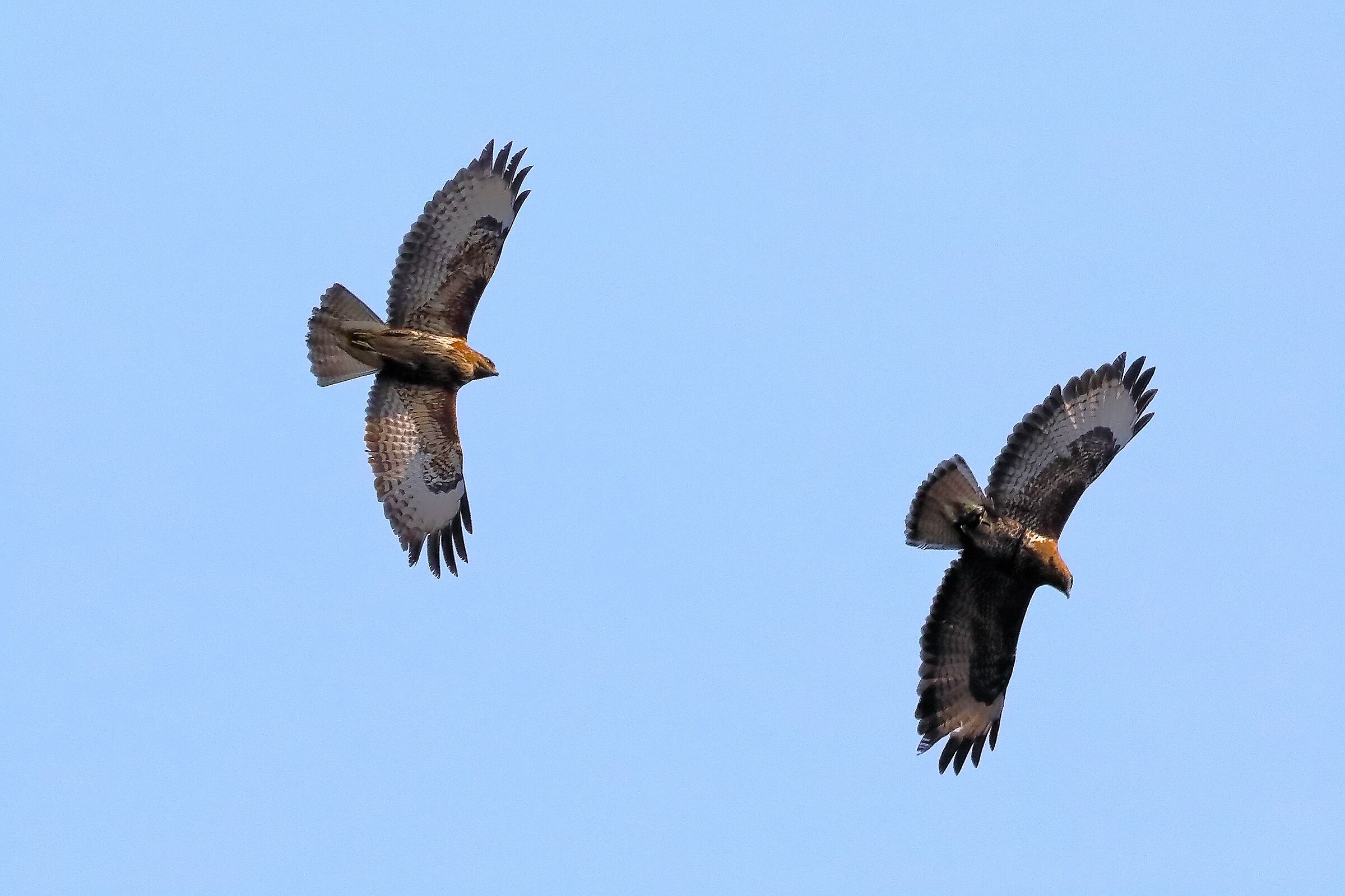 Buzzards 27 March 2022 - 0090