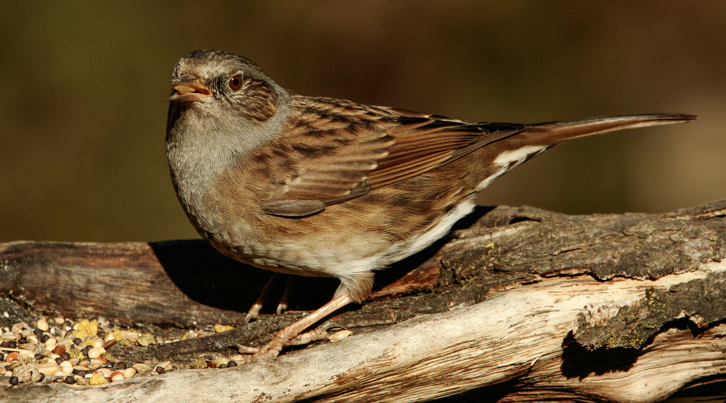 Sparrow Scopaiola Oasi Lipu Cesano M. MB 7/12/2023