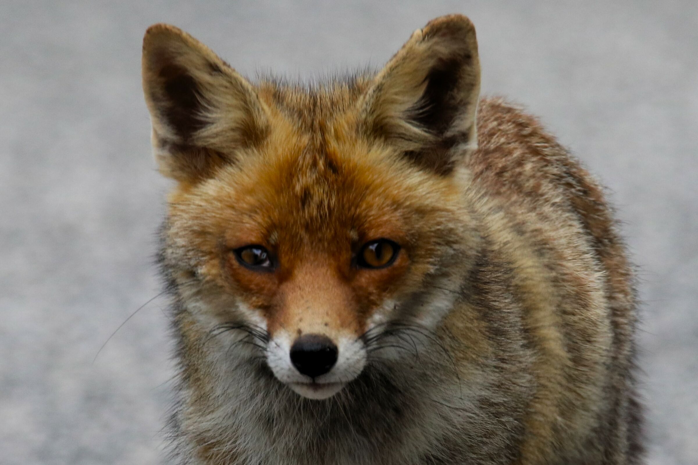 fox
