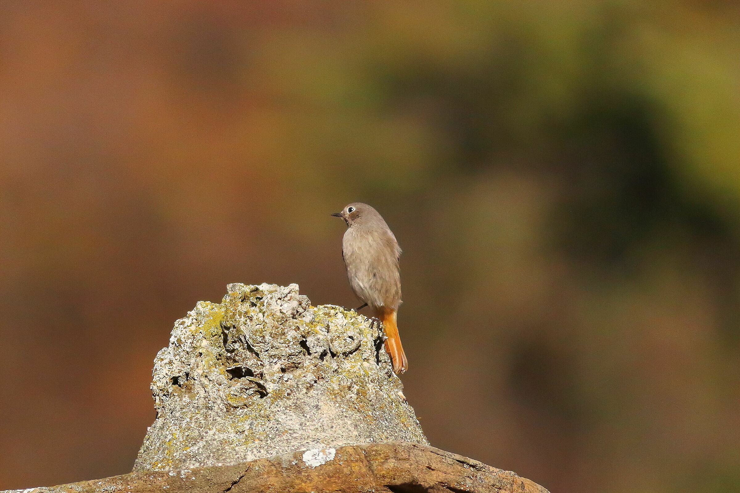 Redstart 18-12-2023