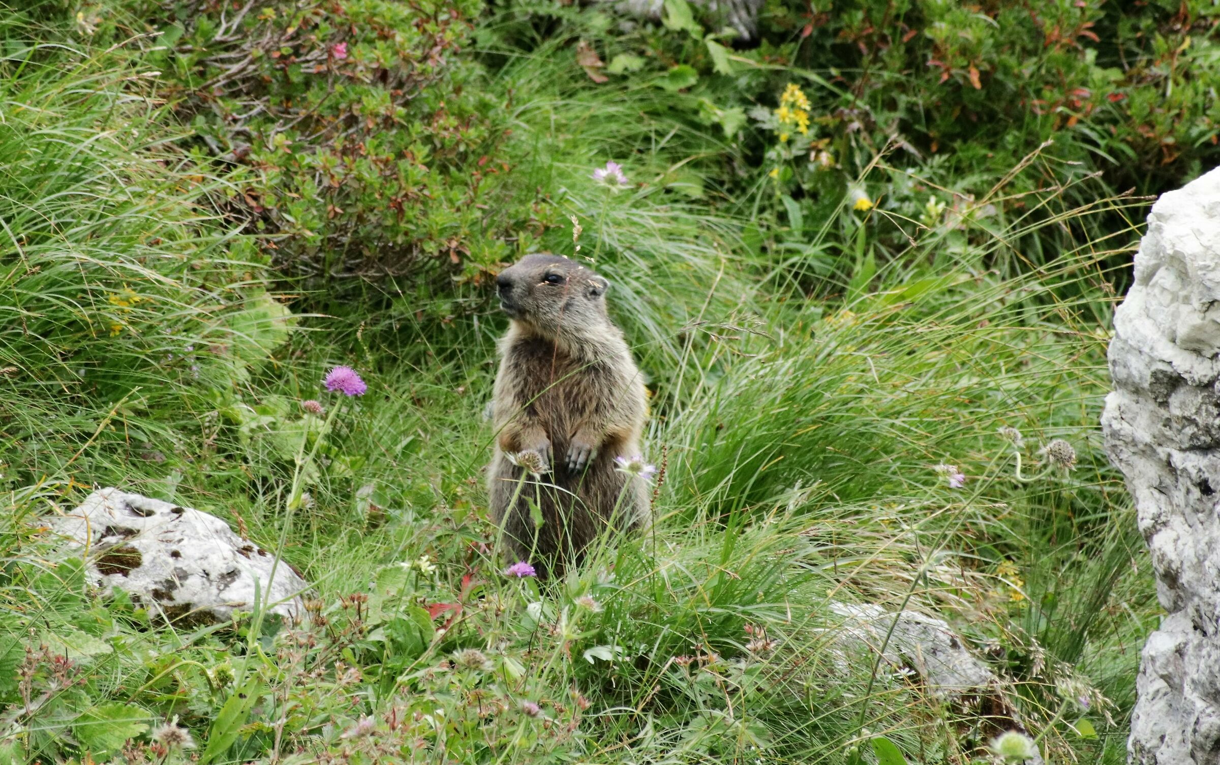 Marmotta
