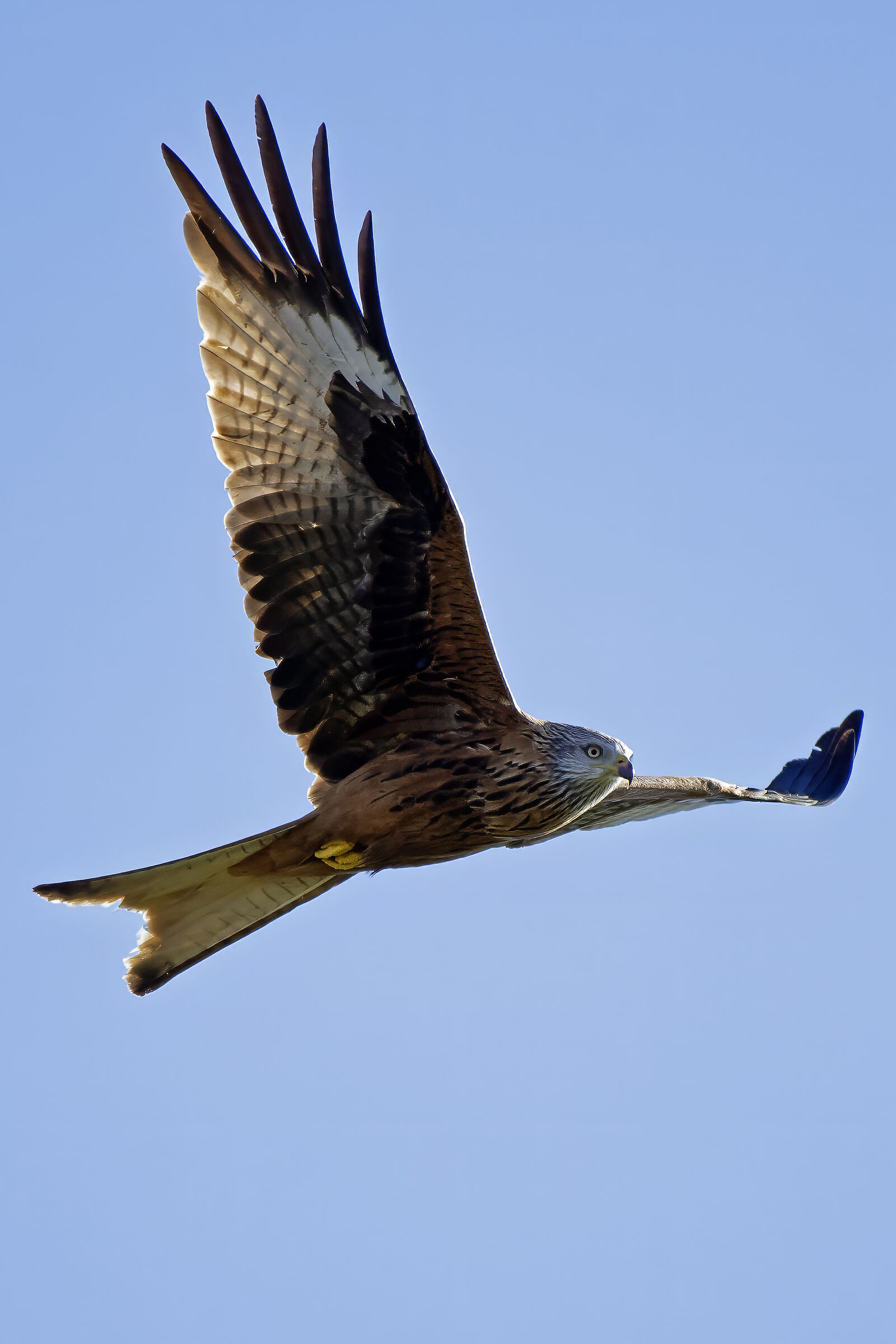 Red kite