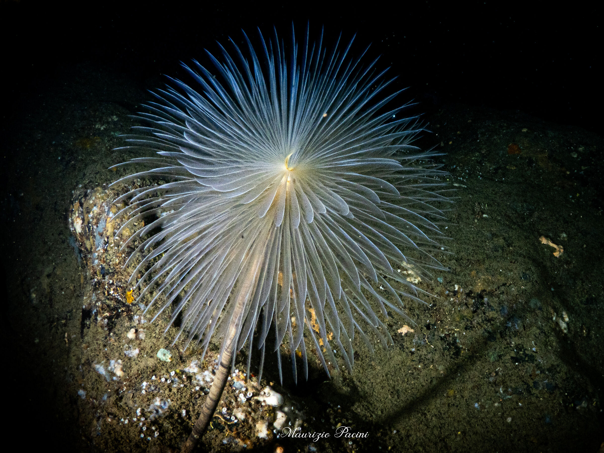 spirografo