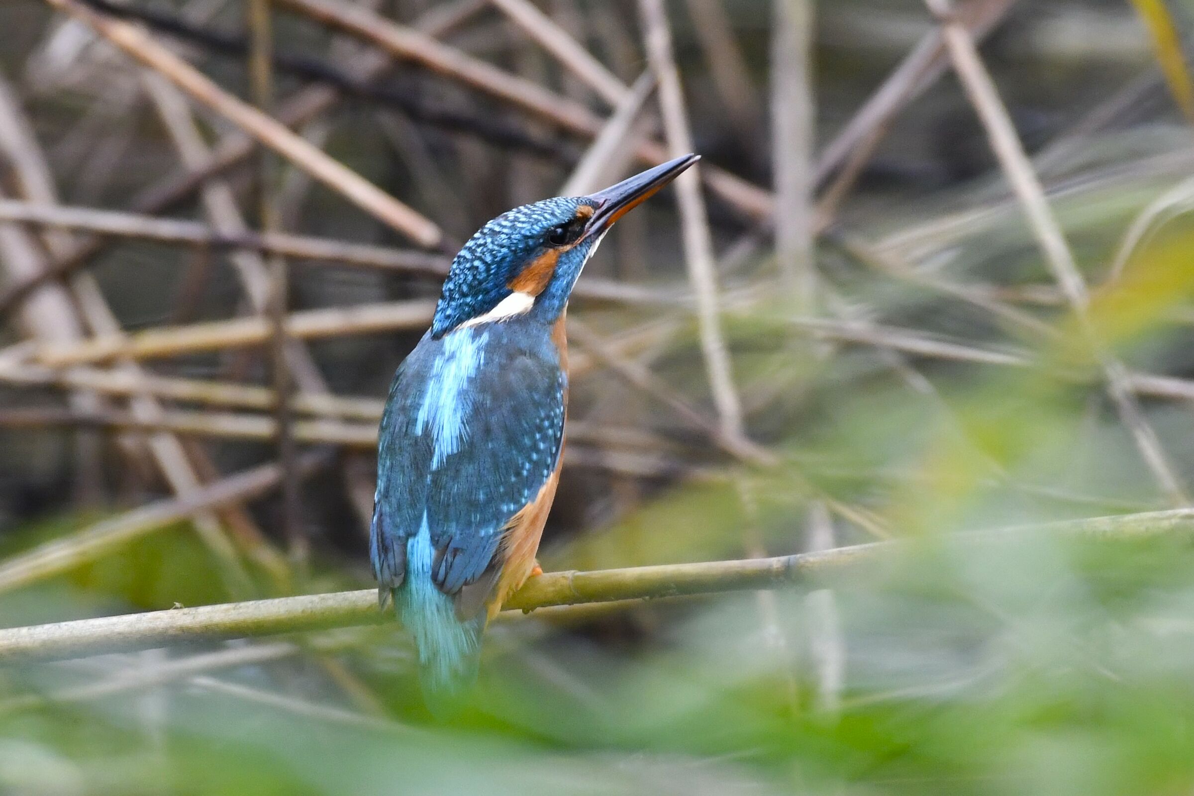 Female kingfisher