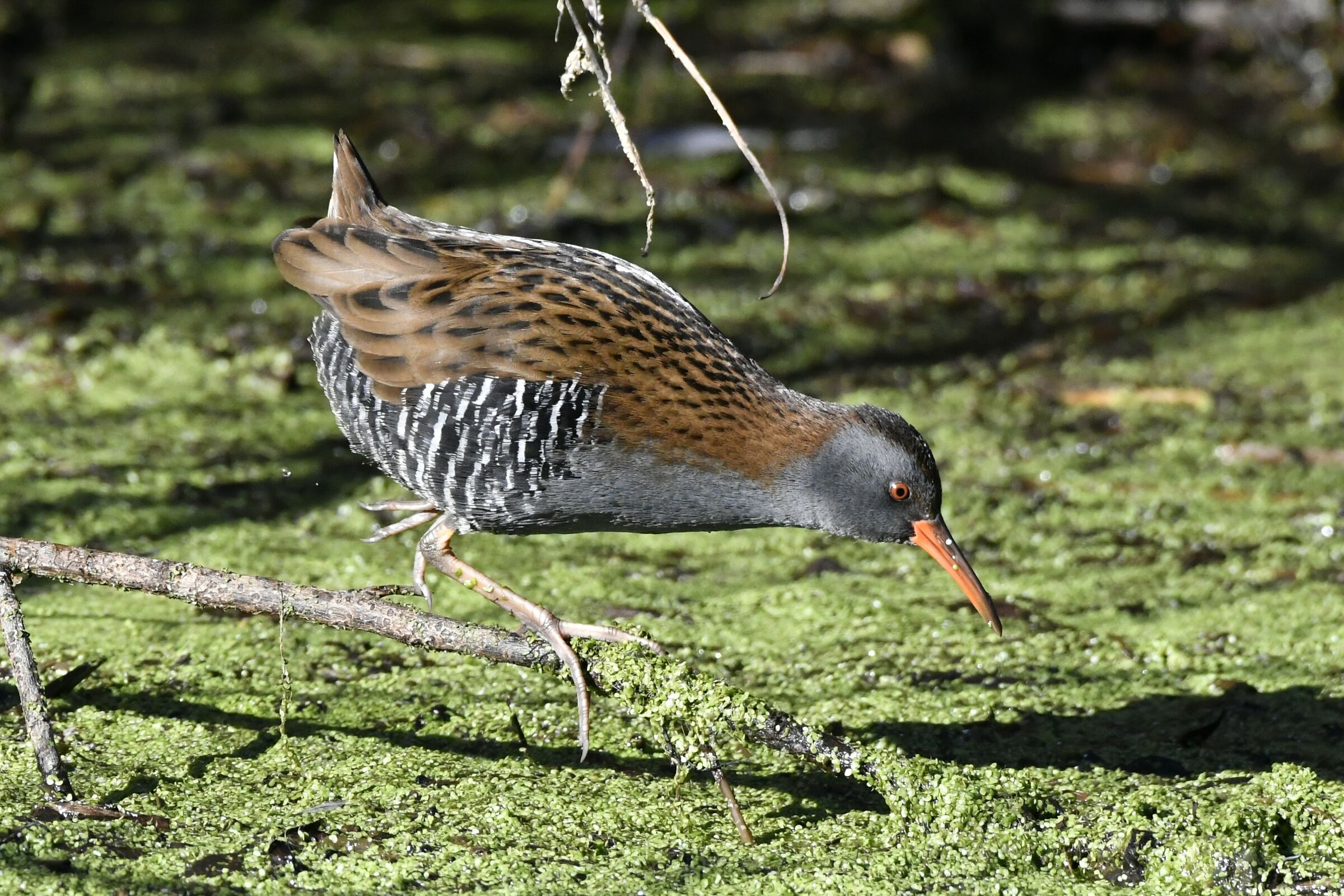 Water rail
