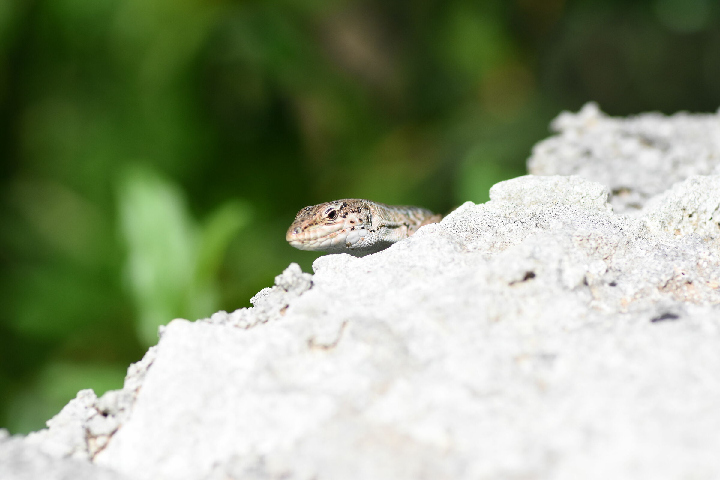 " 1/ 8 Mila ", Tokina 100 F. 2.8 Atx-i - Nikon D 7...