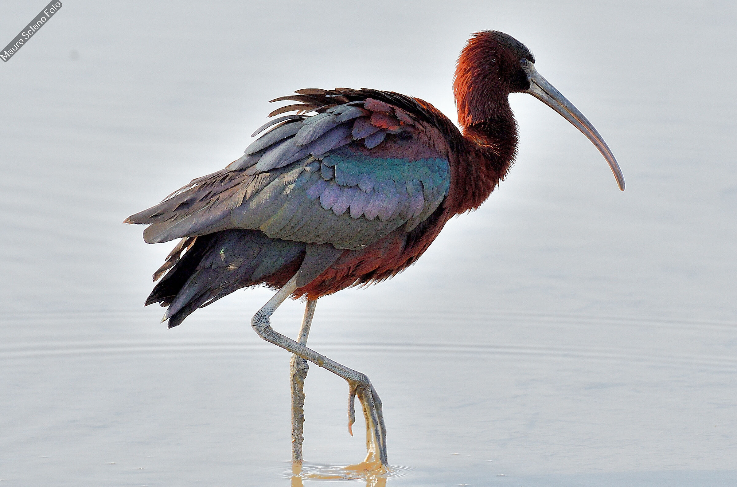 Glossy ibis