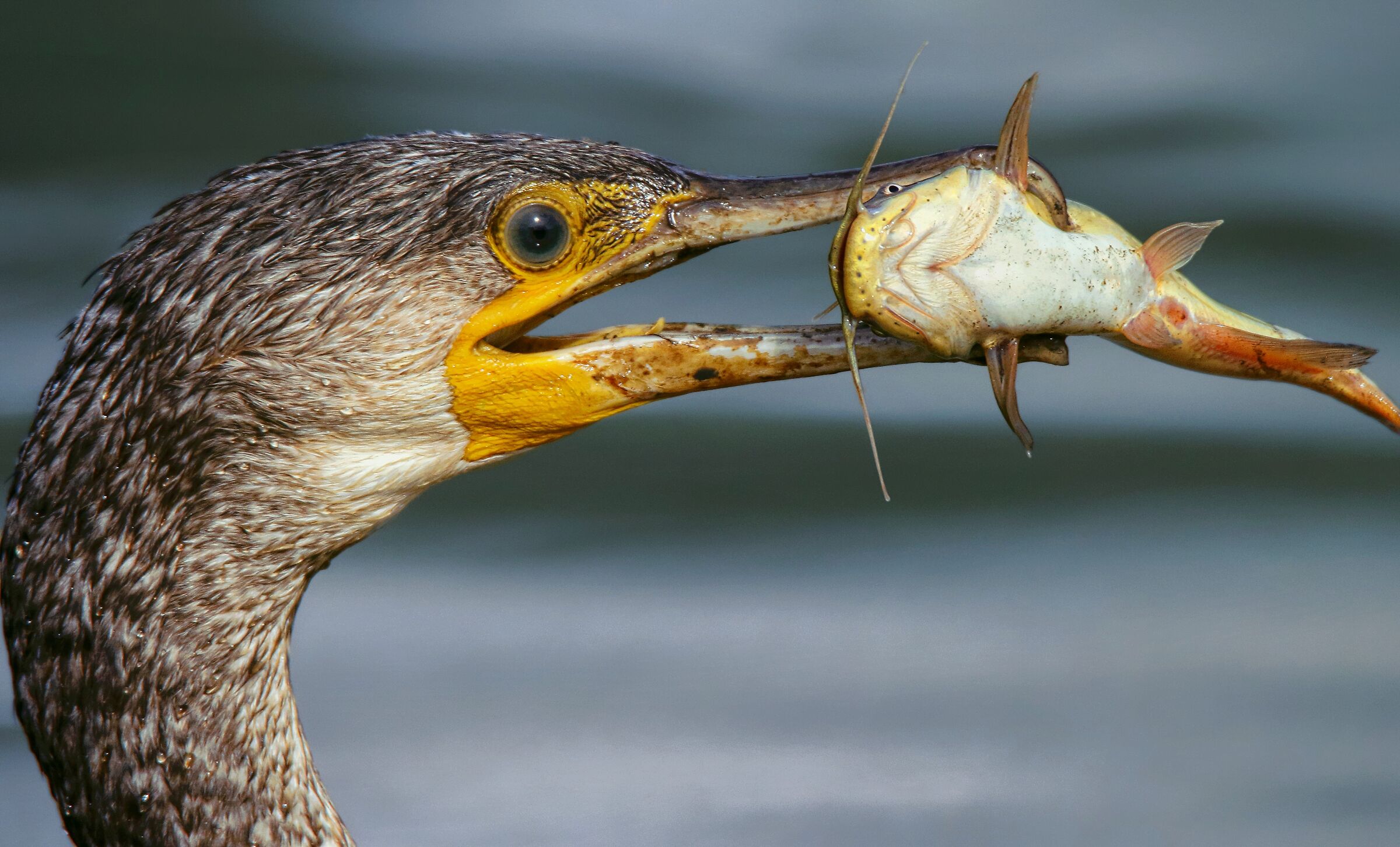 Il cacciatore di gatti