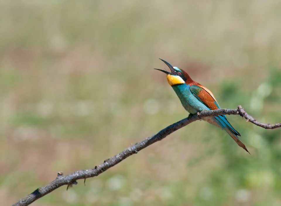 Bee-eater