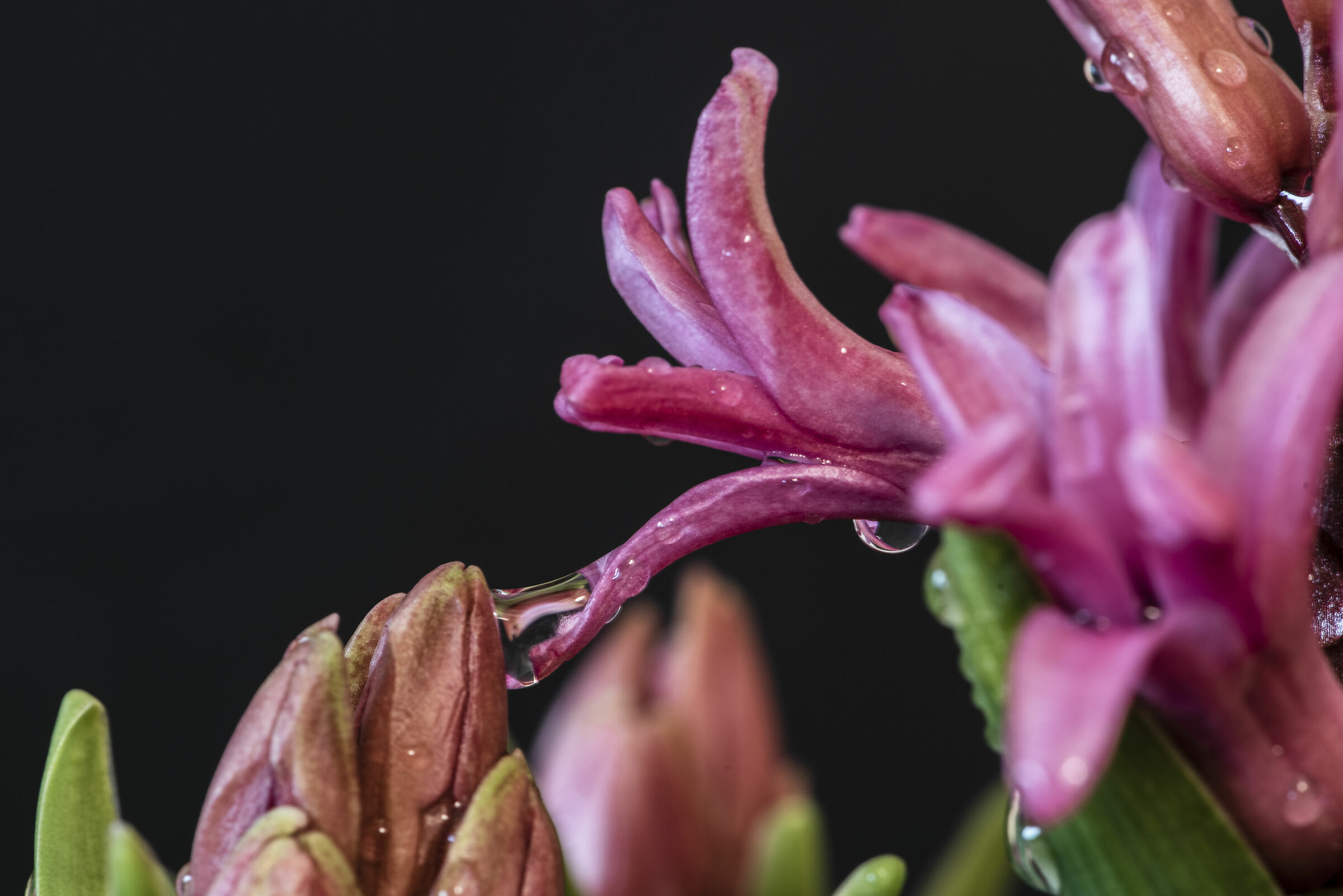 La tensione superficiale dell'acqua abbraccia due fiori