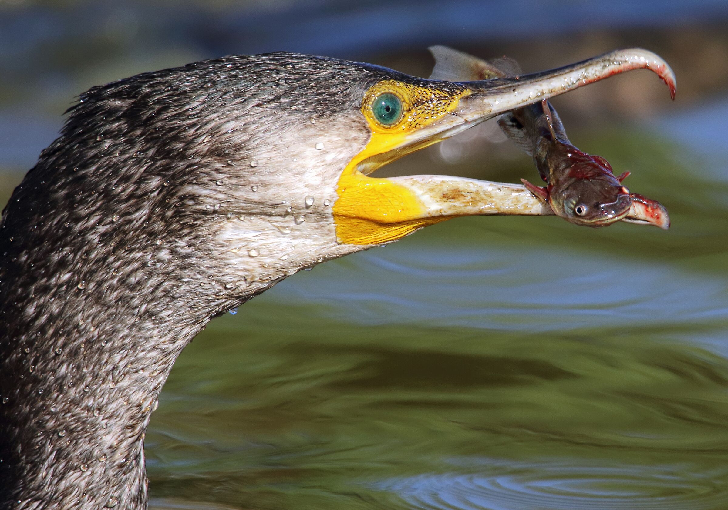 Il cacciatore di gatti