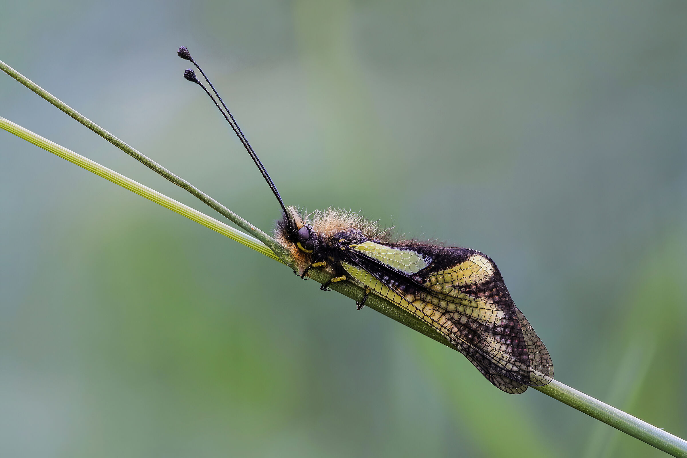 Libelloides coccajus